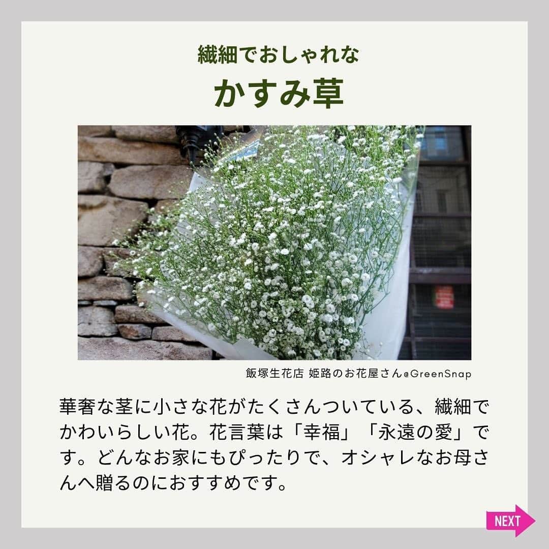 みどりで、つながる GreenSnapさんのインスタグラム写真 - (みどりで、つながる GreenSnapInstagram)「今週末は母の日🌹 母の日のプレゼントにおすすめの植物をご紹介！ 母の日にもおすすめのテーブルプランツミディ胡蝶蘭のご注文は、5/10(水)までです😃」5月9日 9時30分 - greensnap.jp