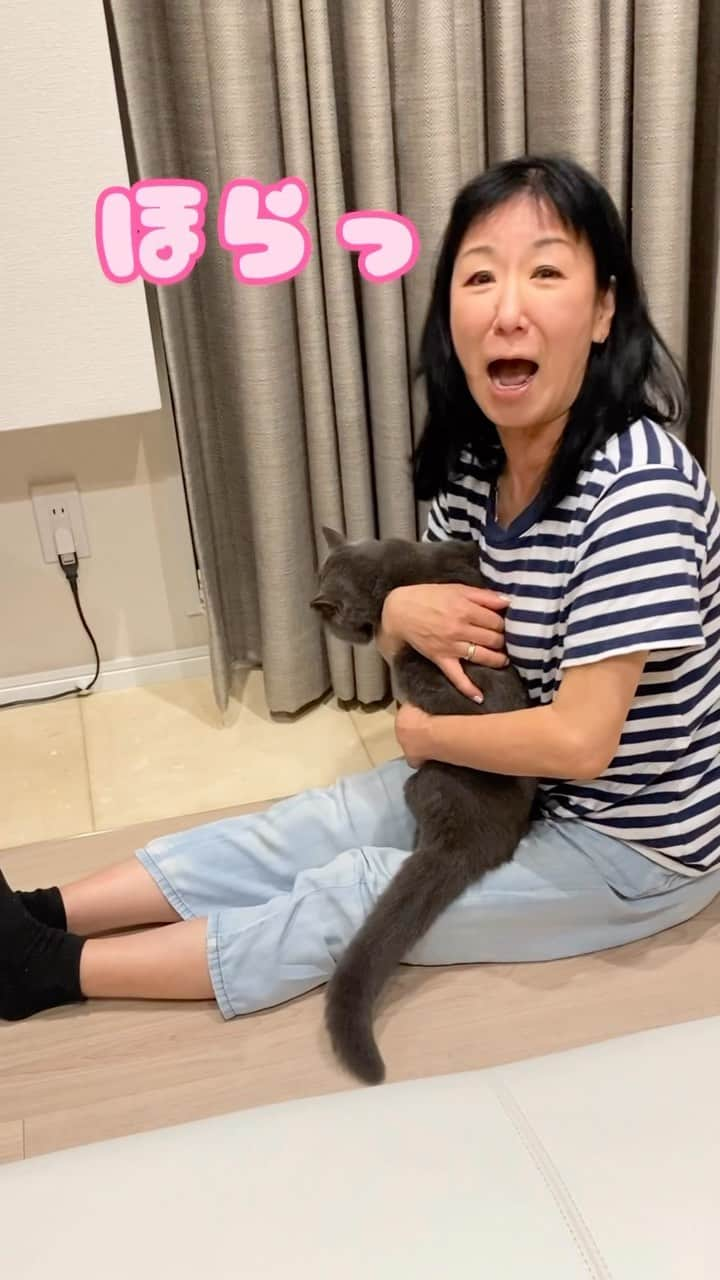 堀川絵美のインスタグラム：「リンゴ姉さんをメロメロにさせる男。  #猫 #スコティッシュフォールド  #タウザーくん #たうじゃー #鳴き声かわいすぎる #降りな #リンゴ姉さん」