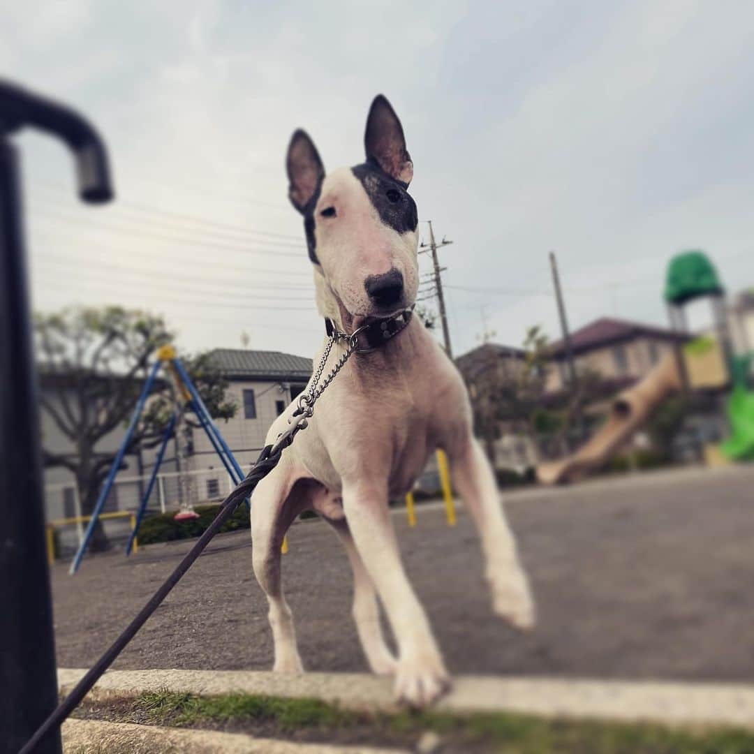 のインスタグラム：「#minituru#bull#terrier#minibullterrier#miniturubullterrier#dog#dogstagram#cute#qtaro#love#family#ミニチュア#ブルテリア#ミニチュアブルテリア#Q太郎」