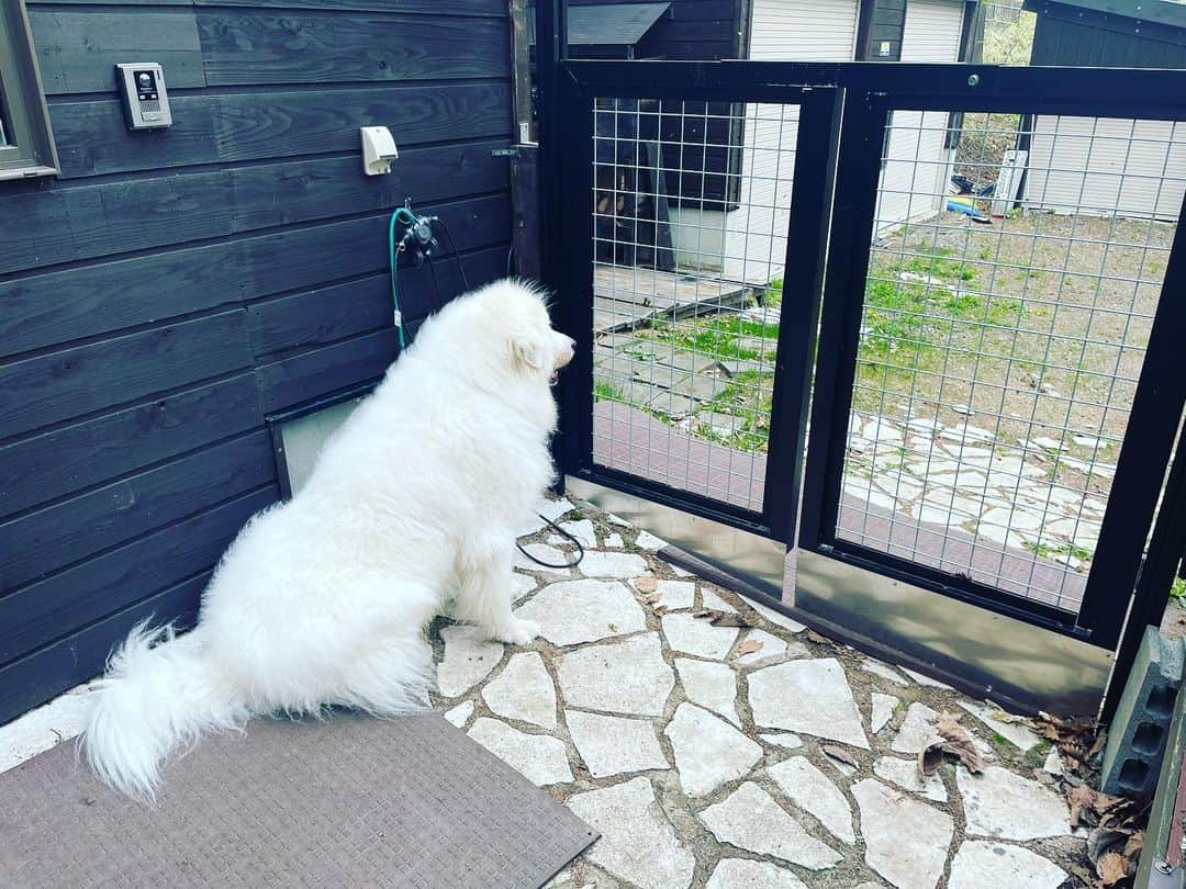 鈴井貴之さんのインスタグラム写真 - (鈴井貴之Instagram)「まったりボンズと番犬。」5月9日 12時38分 - suzuitakayuki