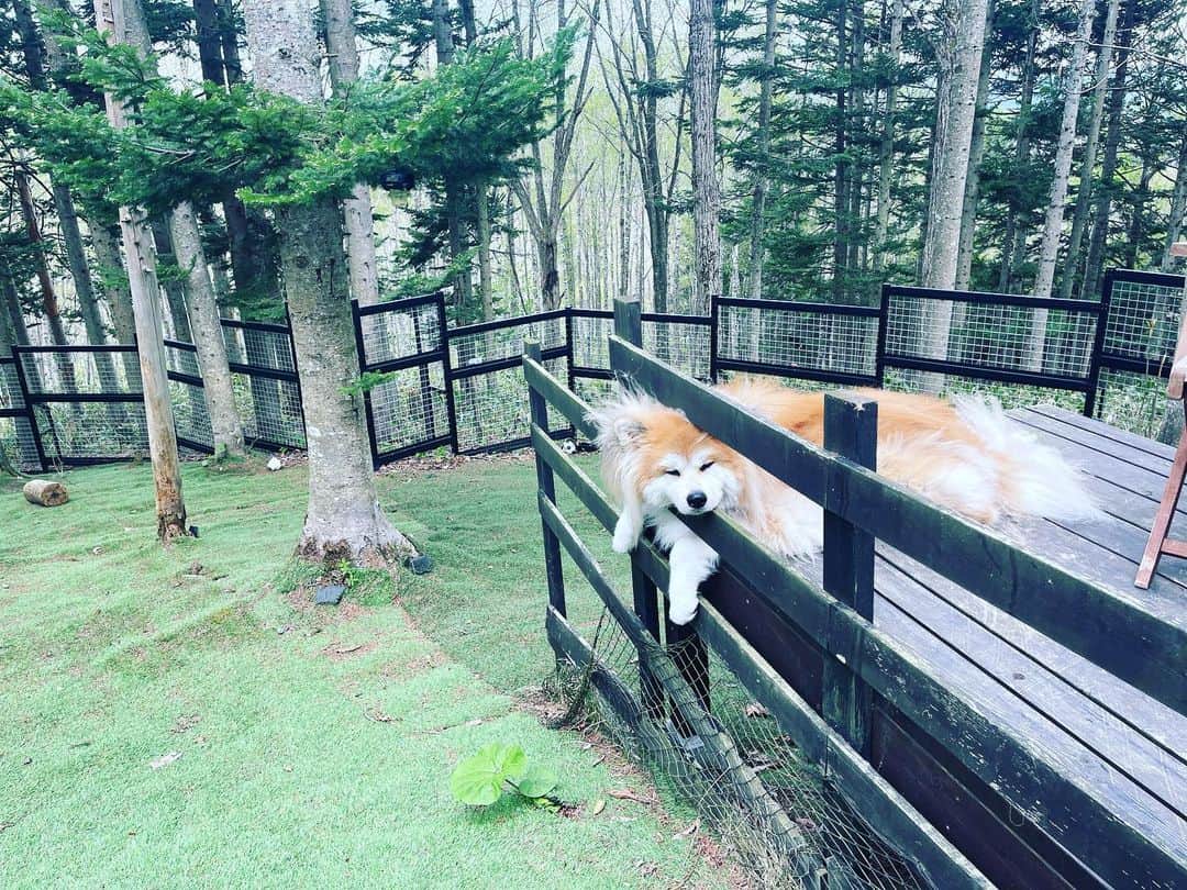 鈴井貴之のインスタグラム：「まったりボンズと番犬。」