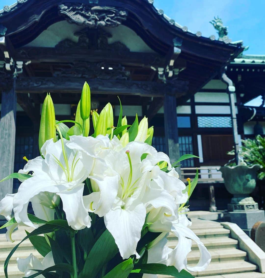 清水あすかさんのインスタグラム写真 - (清水あすかInstagram)「#grandfathersdeathanniversary #カサブランカ #flowers  #asukahimeflower」5月9日 13時11分 - asukahime1015