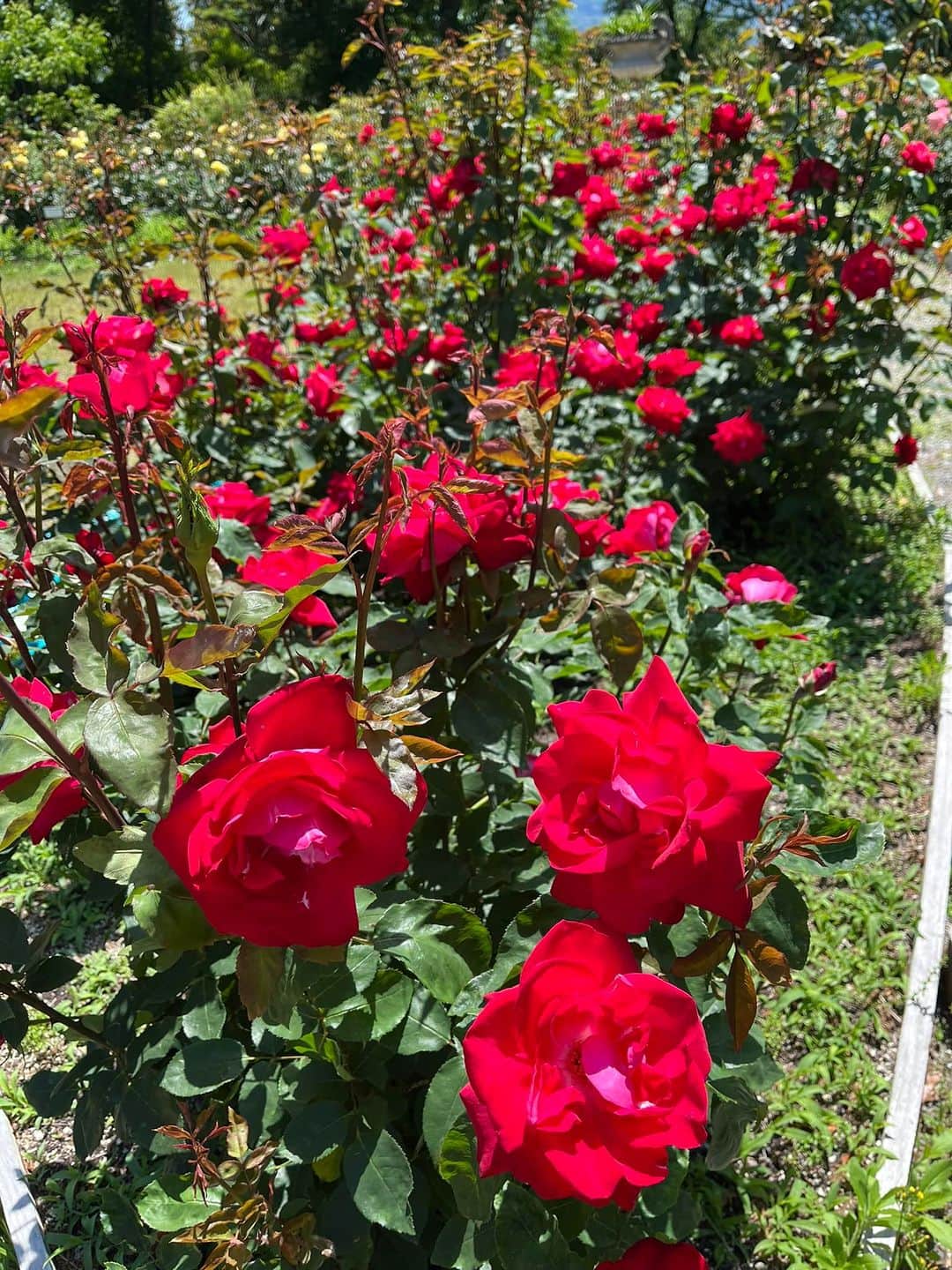 深町健二郎さんのインスタグラム写真 - (深町健二郎Instagram)「大学内にあるイングリッシュガーデンの薔薇が見頃を迎えています🌹一般の方もたくさん来られていますね。香りにも癒されてピースなひととき😌」5月9日 14時03分 - kenjirofukamachi
