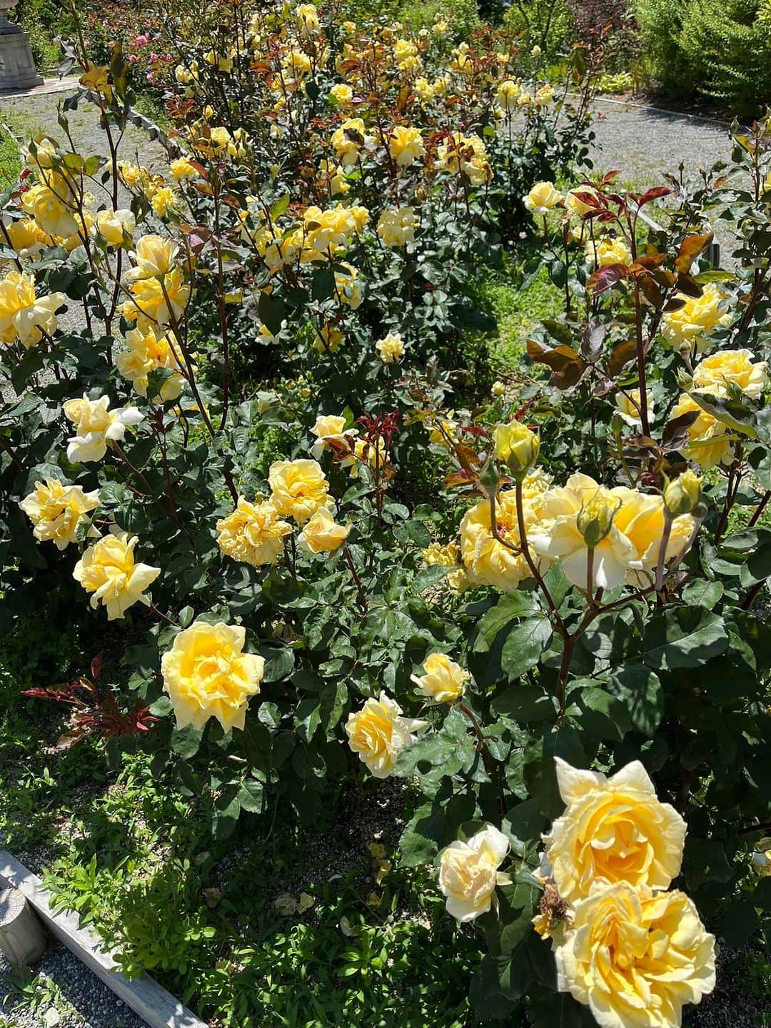 深町健二郎さんのインスタグラム写真 - (深町健二郎Instagram)「大学内にあるイングリッシュガーデンの薔薇が見頃を迎えています🌹一般の方もたくさん来られていますね。香りにも癒されてピースなひととき😌」5月9日 14時03分 - kenjirofukamachi