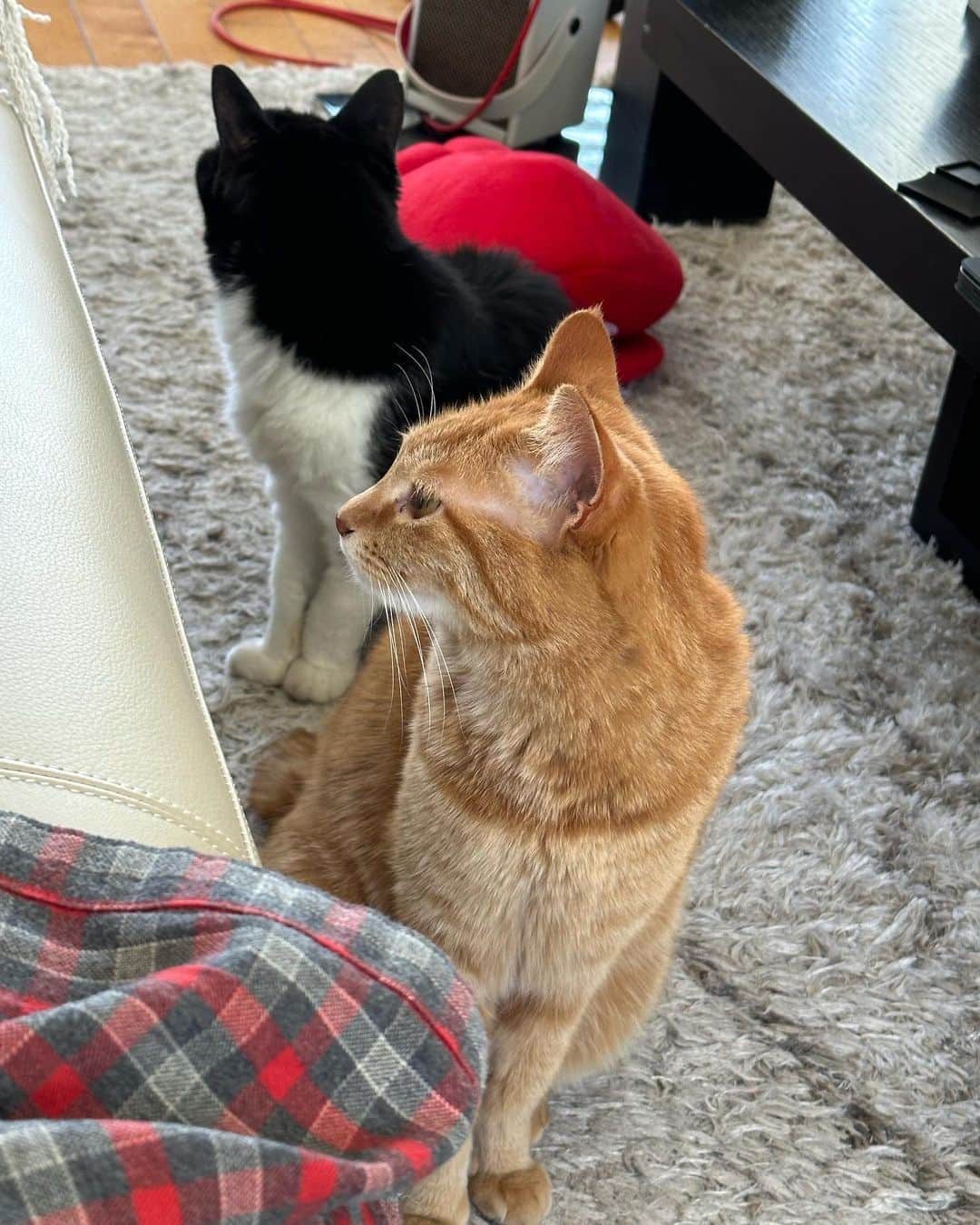 二ノ宮知子さんのインスタグラム写真 - (二ノ宮知子Instagram)「朝、私の腹に乗りたい渋滞の猫たち。」5月9日 14時52分 - tomokoninomiyaa