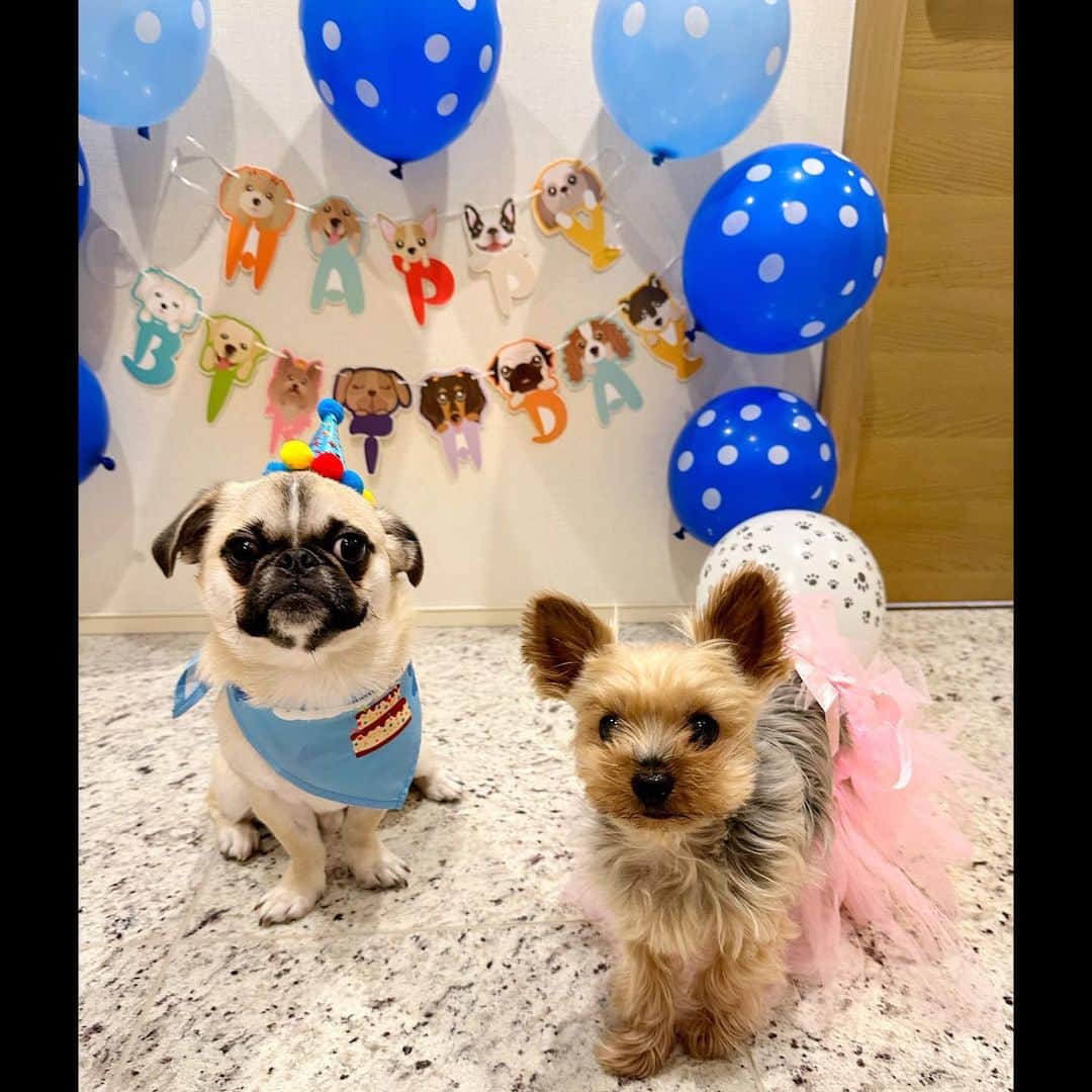 のインスタグラム：「5月8日 我が家の『楓ちゃん』 1歳のお誕生日でした❤️💙 楓ちゃん（ふうちゃん）一緒に生活してくれてありがとう❗️これからもなるべく沢山モコと楓にとって楽しい事が体験できるよに、佳代ちゃん努力するからね！！ モコちゃんもお祝い一緒にしてくれました❗️笑笑 だいぶ迷惑そうな2人ですけれど、、、 ケーキを食べたのでチャラってことでお願いします😆 #パグペキニーズ  #パグペキニーズmix  #ヨーキー #ヨークシャーテリア  #ヨークシャテリア」