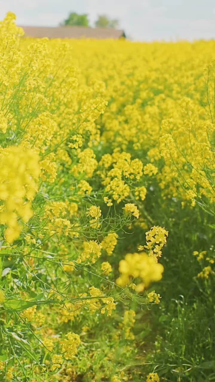 フランスアンティーク ランスタンのインスタグラム：「菜の花もそろそろ終盤。 今年のシーンを切り取ってお届け。 #菜の花 #champdecolza  #colza #canolaflower  #菜の花畑 #💛」