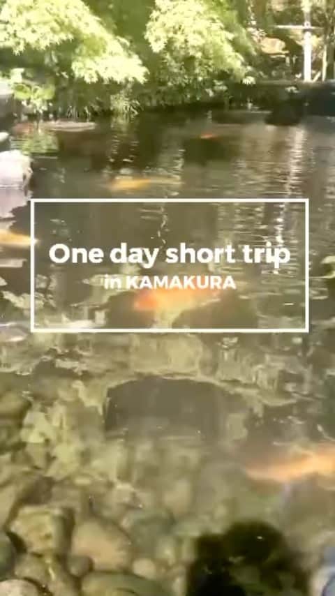 のインスタグラム：「先月のある日。明け方にダビングが終わったのでその足で鎌倉まで車をとばしました！ 鎌倉宮→長谷寺の順番で巡り、帰り道に祖父母のお墓にも寄って倒れるように寝ました。  宗教は好きですが特定のものには入信していません。 老後は教会でもお寺でもご縁があったところに出家します。 漠然と「神様と共にある」というのを美しいと感じます。 ⁡ ⁡ *⋆꒰ঌ┈┈┈┈┈┈┈┈┈໒꒱⋆*  #写真 #photo  #filmcamera #natural  #smile  #filmphotography #film #フィルムカメラ #anime  #manga #comic #model  #voiceactor #voiceactress #配音演员 #声優 #Japan #kawaii #kawaiigirl #model  #小見川千明  #小千姬 #귀여워 #셀스타그램 #셀카 #여행  #文学 #朗読  #鎌倉  ⁡  *⋆꒰ঌ┈┈┈┈┈┈┈┈┈໒꒱⋆*」
