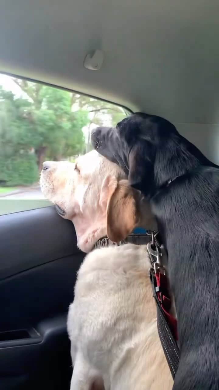 World of Labradors!のインスタグラム：「Co-pilots for life! 🚙 Ella might be new to car rides, but she’s already got the hang of snuggling up to her big bro! - @gus.and.ella」