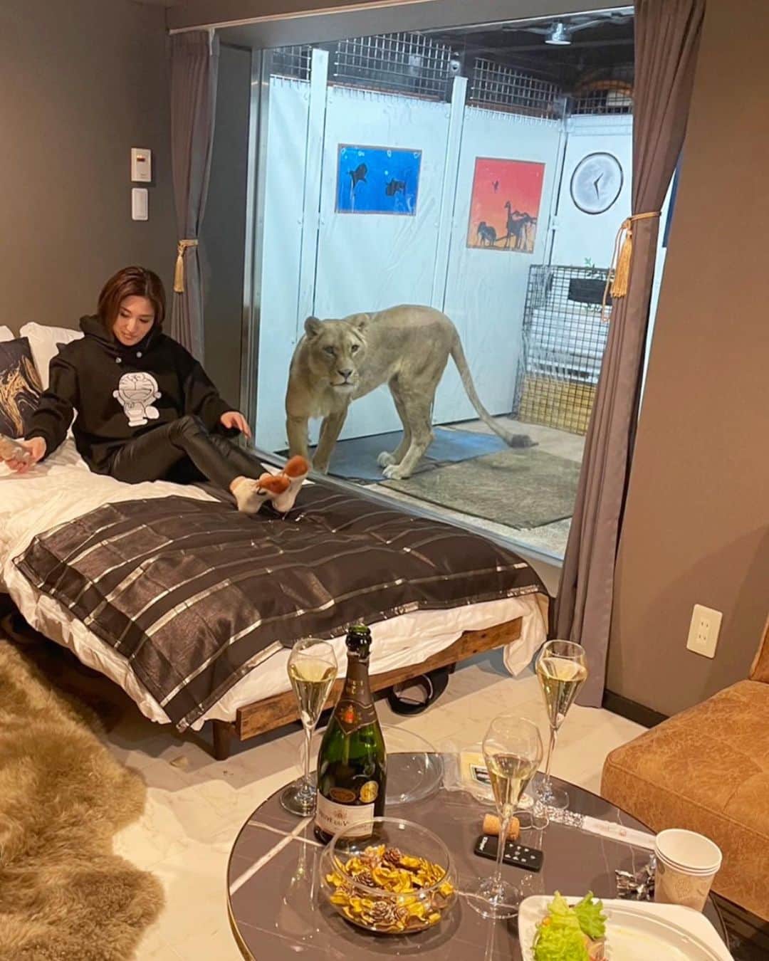 のインスタグラム：「↩︎↩︎↩︎↩︎↩︎↩︎↩︎↩︎✖︎8📷📽️ 世界初のライオンキング🦁👑のグランピング in @northsafarisapporo   #lion  #ライオングランピング #in #ノースサファリサッポロ  #体験型ふれあい動物園 Riley & @kazuohoshino special thx🦁✨」