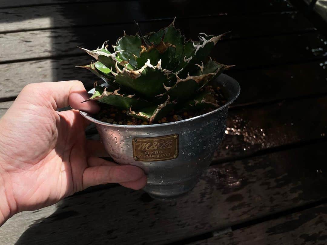 福永浩平のインスタグラム：「春が来たから少しずつ植え替え。」