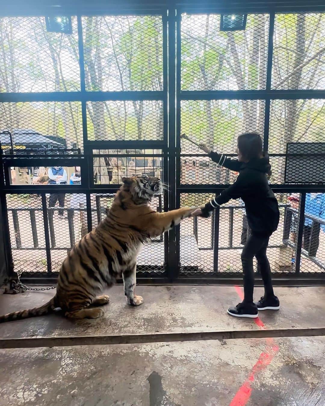 のインスタグラム：「↩︎↩︎↩︎↩︎↩︎✖︎5🎥  8年ぶりにティガくんに再会🐯✨  🍖☞お座り☞お手🐯なでなで🐯✨  沢山遊んで貰ったよ🐯✨  🐯語も理解出来てティガとお話しましたよ🐯💓  私は💩の🧼もして帰りましたとさ🐯🙏✨  #世界一優しいベンガルトラ #ベンガルトラ #🐅 #体験型ふれあい動物園 #ノースサファリサッポロ  #感謝MAX  special thx tiga & @kazuohoshino」