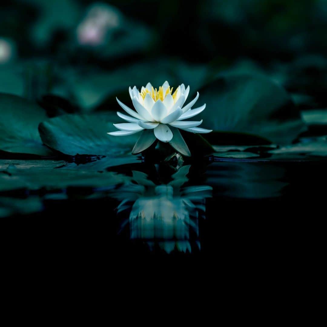 花の写真館のインスタグラム：「Photo by @nabe_camera_. https://instagram.com/nabe_camera_/ . Original Post[投稿いただいたURL] https://www.instagram.com/p/CddK_baPM8N/ . 本アカウントは、 #私の花の写真 をつけてInstagramに投稿された皆さまの花の写真や、「花の写真館」Facebookページで投稿された花の写真を紹介します。 「花の写真館」Facebookページは、「 @floral.photograph 」のプロフィールにあるURLからご覧ください。 . ※各種法令、マナー、関係者の指示に従った撮影をお願いします。 *Please ensure that your photography adheres to all relevant laws, etiquette, and instructions issued by authorized persons. ※本アカウントは東京カメラ部がFacebook、Instagramのサービスを利用して運営しているもので、Meta社・Instagramとは一切関係ありません。 . #花の写真館 #floralphotograph #floralphoto #flower #flowers Follow: @floral.photograph」
