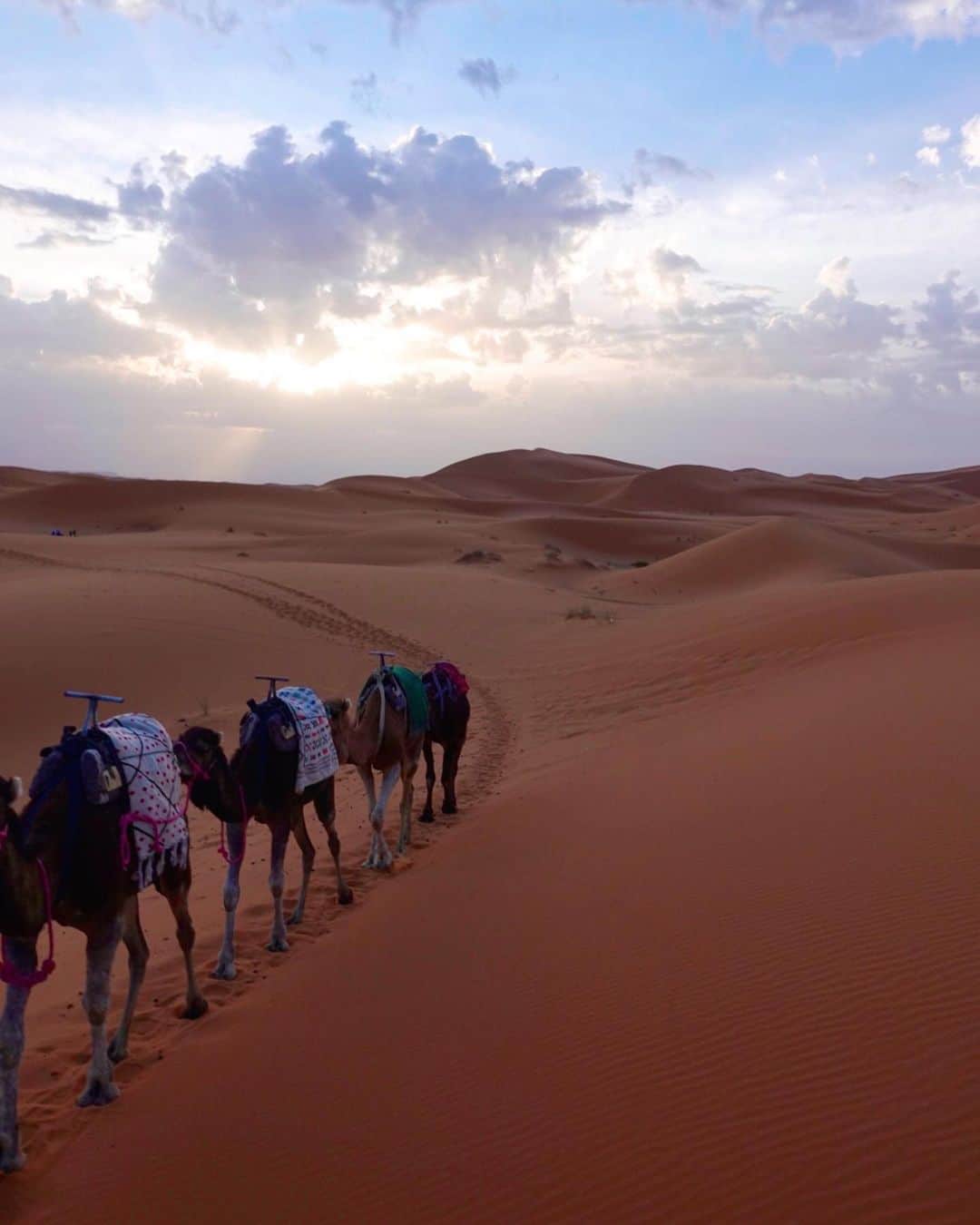 一双麻希 のインスタグラム：「この景色を見た時、 自らこの地を選んで旅しにきて、 長い道のりを超えて来て良かったなと思いました。 この砂漠の景色だけでなく、 砂漠までの道のりでモロッコを知ることが出来たことも本当に良かった。 連れて行ってくれたラクダさんも、ありがとう。✨😌  📍サハラ砂漠 #saharadesert    メルズーガ #merzouga   #いっそうまき旅行記  #サハラ砂漠 #サハラ砂漠ツアー   #モロッコ #マラケシュ  #morocco  #marrakesh #moroccotravel #worldtraveler #europetrip #モロッコ旅行 #モロッコ観光 #ヨーロッパ旅行 #مراكش#المغرب جامعالف #旅が好き #旅好き女子 #旅好きな人と繋がりたい #海外旅行 #海外一人旅 #女一人旅 #山ガール #自然が好き #アウトドア好き #山好き #キャンプ好き #キャンプ女子 #写真部」