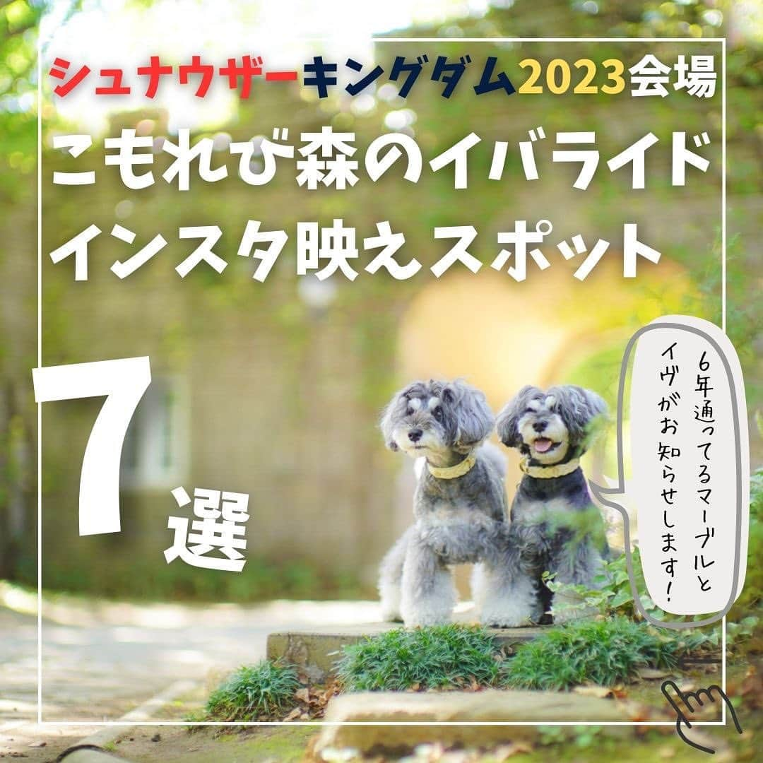 中野区在住のミニシュナのInstagramさんのインスタグラム写真 - (中野区在住のミニシュナのInstagramInstagram)「⑅︎◡̈︎* ・ シュナウザーキングダム2023 @schnauzer_kingdom まで、あと5日！！  本日は会場となる『こもれび森のイバライド』の映える撮影スポットをご紹介致します🎶  とても素敵なロケーションの会場を余す事なく楽しんで頂けると嬉しいデス♡  マップ付なので保存して当日にお役立て頂き、可愛いお写真たくさん撮ってくださいね⸜( ´ ꒳ ` )⸝♡︎  また〜 まだまだ素敵な撮影スポットが、実はあと4選あります！ 投稿が7個までしか載せられないので、DM送ってくれた方には残りの4選をお送りします😆 お気軽にDM下さいませ☆  #シュナキン2023  #ミニチュアシュナウザー #ミニシュナ #シュナウザー #シュナ #しゅなら部 #シュナ部 #シュナウザーカット #シュナウザー部 #シュナスタグラム #シュナウザートリミング #シュナウザー大好き #シュナウザーグッズ #シュナウザー多頭飼い #シュナ多頭飼い #シュナウザーlove #シュナウザー好きさんと繋がりたい #シュナウザーのいる暮らし #シュナウザー大好き部 #シュナウザー好き #シュナウザー好きな人と繋がりたい #シュナウザーオフ会 #シュナフル #シュナ好きさんと繋がりたい #シュナウザーミックス #シュナプー #シュナウザーキングダム #こもれび森のイバライド」5月9日 19時49分 - marble_eve