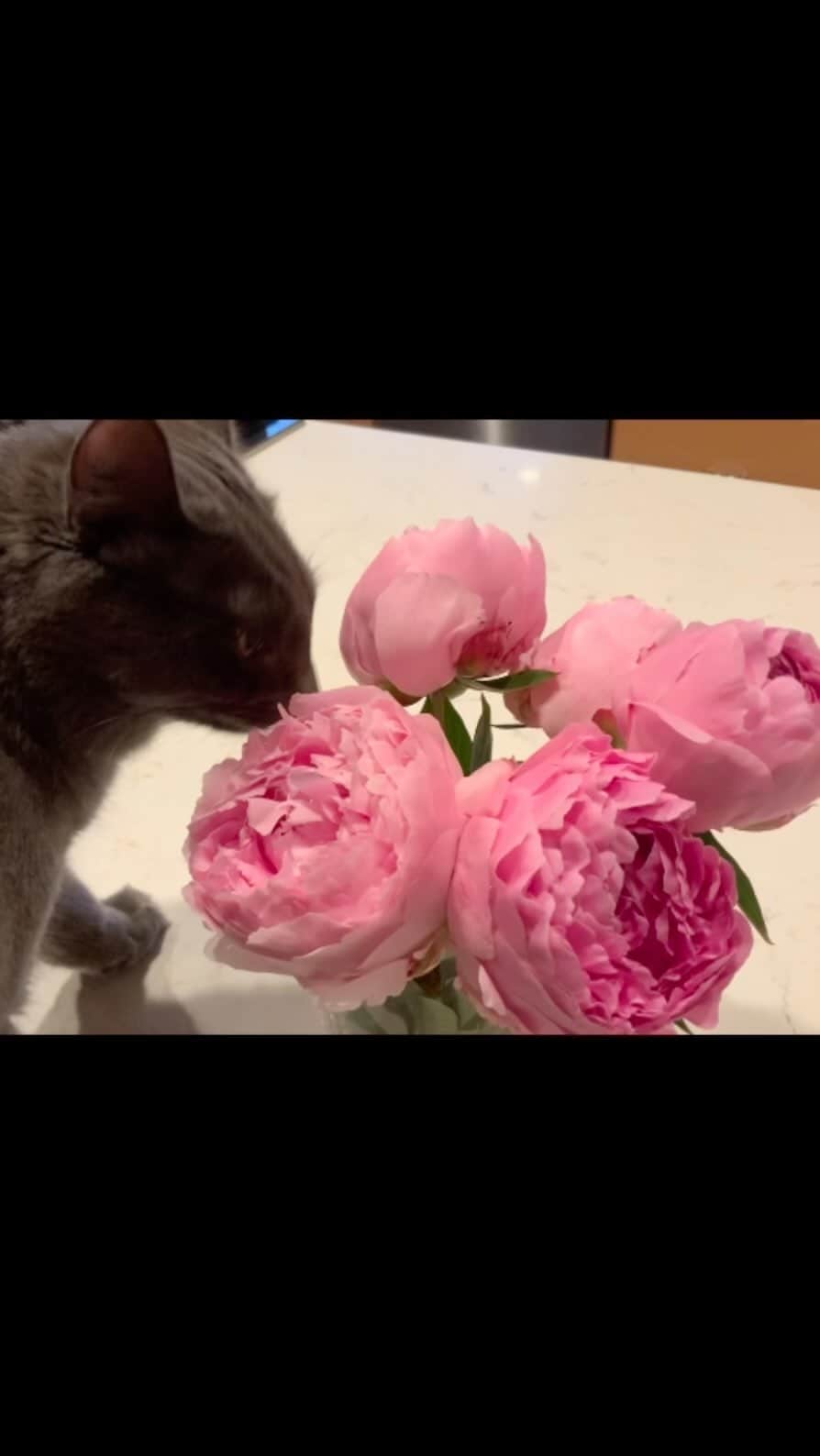 ジョシー・ビセットのインスタグラム：「Always curious + always in the now…. ❤️ #animals #animalsofinstagram」
