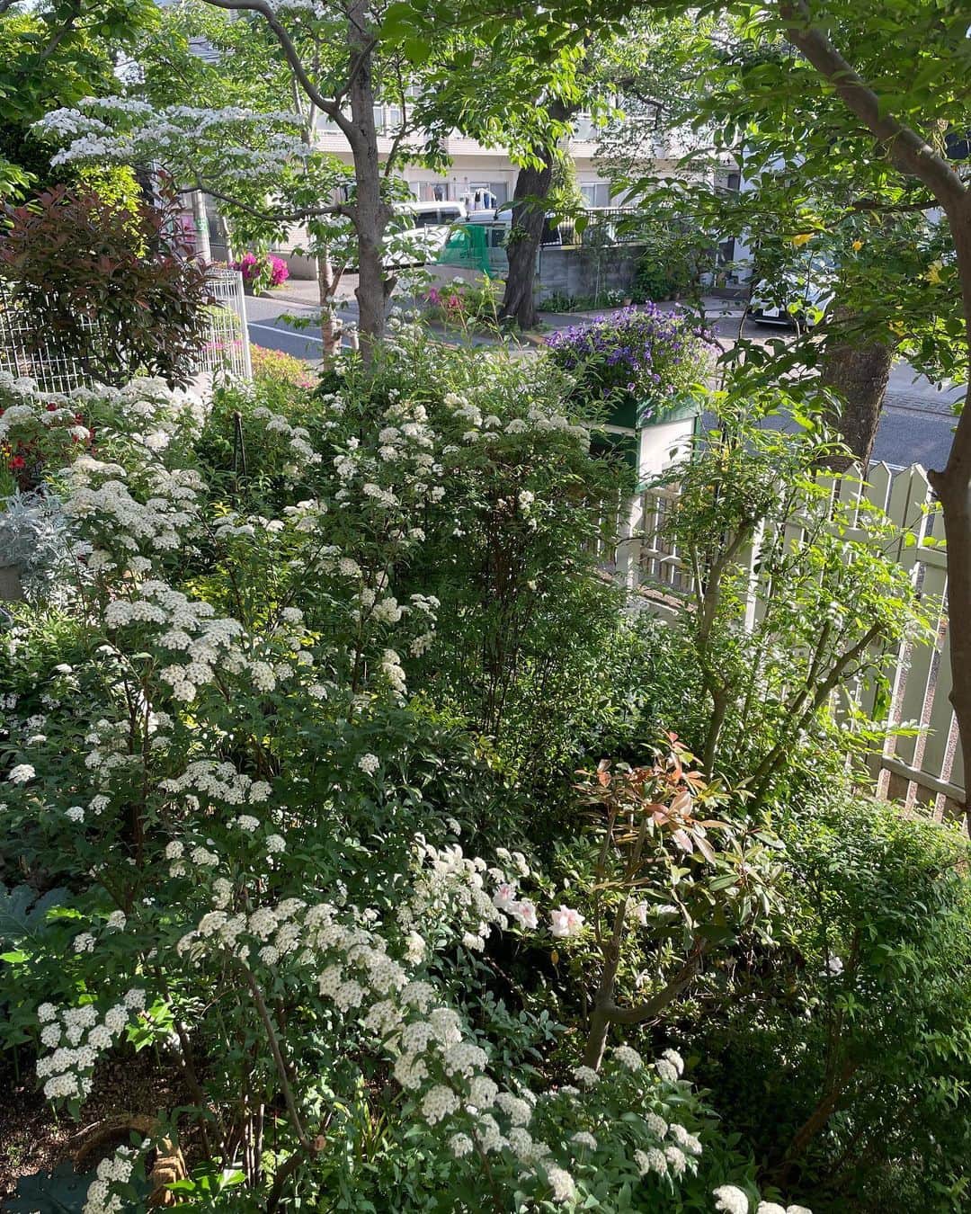 田村翔子さんのインスタグラム写真 - (田村翔子Instagram)「この季節は実家のお庭がとてもきれいです🌸  先日、友人に「あなたの代になったらこのお庭は駐車場になっちゃって、きっと花なんて咲いてないわね。」と言われ、その通りだと思いました💦 母のように花をきれいに咲かせる自信はまったくありません😅  #ガーデニング#花のある暮らし #田村翔子#ライフスタイル#gardening#lifestyle」5月9日 19時51分 - tamura_shoko