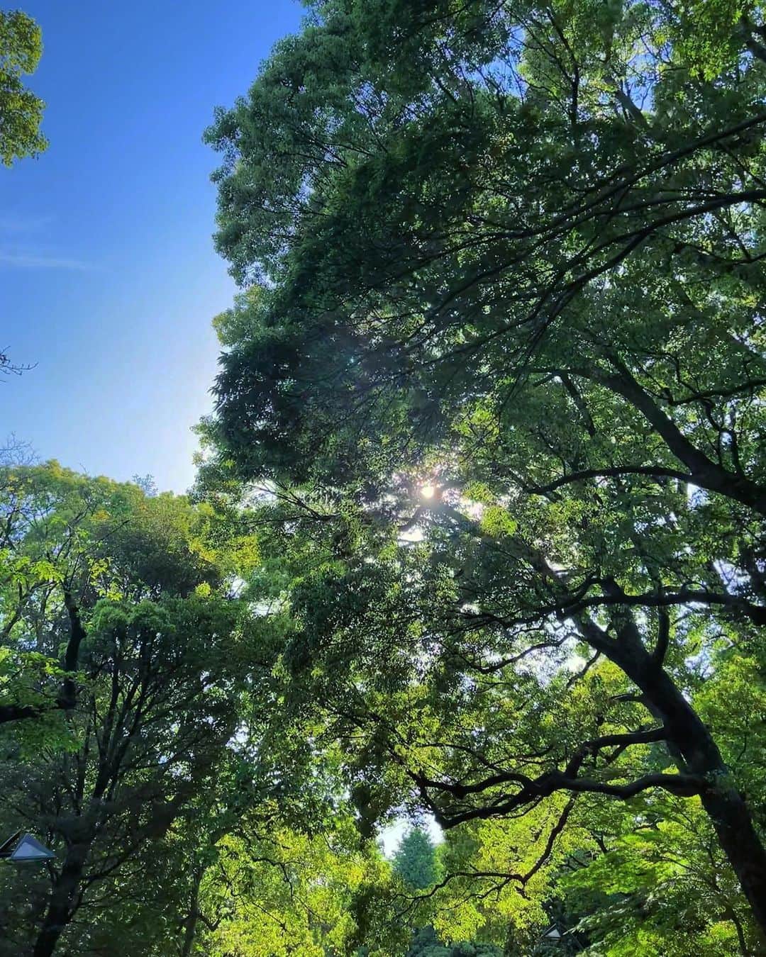 中村アンのインスタグラム：「🌳🌱🪿🫧」