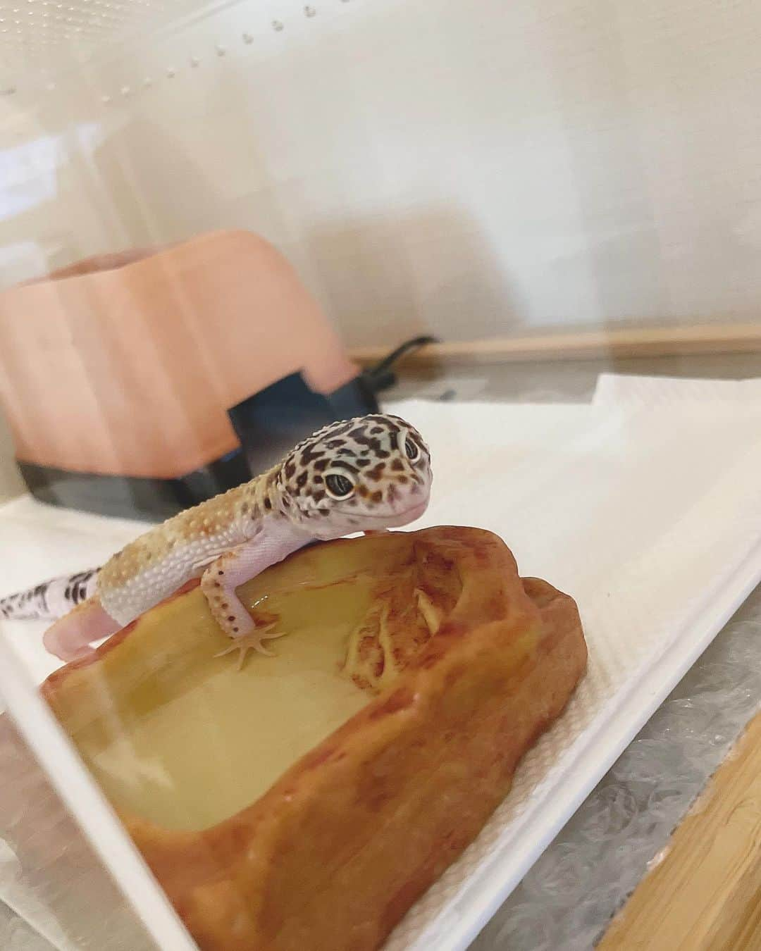 大段舞依のインスタグラム：「⁡ ⁡ ⁡ 5/9🎂 もずく1歳のお誕生日おめでとう🦎🎂 ⁡ ご飯いっぱい食べて脱皮頑張ってスクスクと 大きく育ってくれました！！ いつも癖が凄い寝方で癒してくれてありがとう🥰 ⁡ これからもよろしくね🦎♡ ⁡ 3枚目まだ小さくて顔も幼い🤭💕ｶﾜﾁｨ ⁡ ⁡ #ヒョウモントカゲモドキ #レオパードゲッコー #レオパ #爬虫類 #レオパのいる生活 #もずく #スーパーマックスノー #エニグマ #🦎 ⁡」