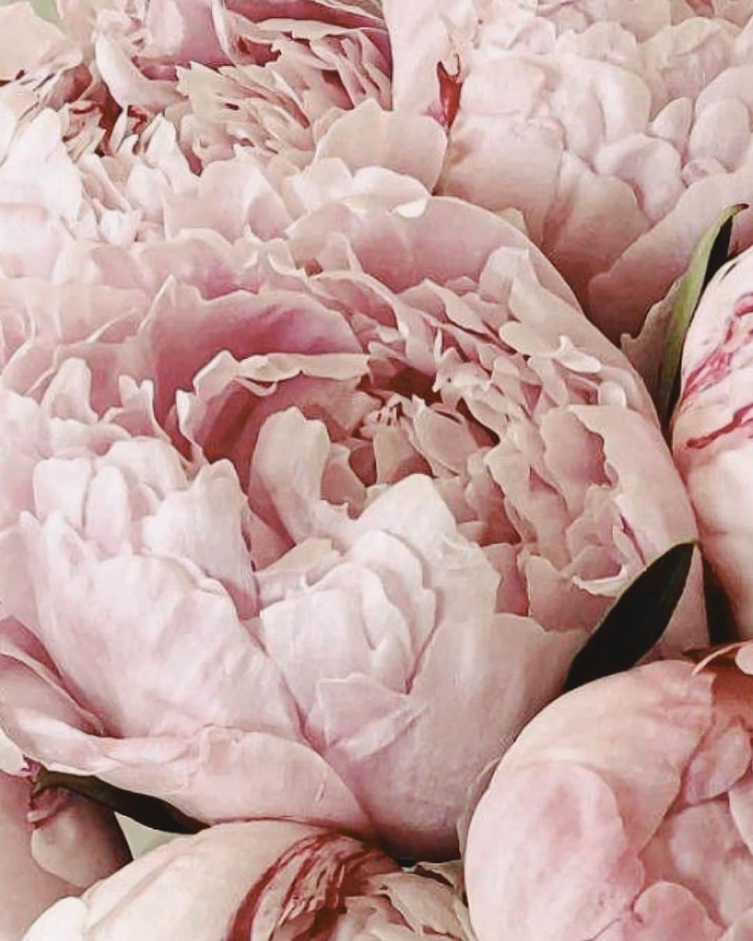 Yukicoさんのインスタグラム写真 - (YukicoInstagram)「𓆱𓆸𓆹𓆺  ————————————————————— 見てくださる方にプラスになる投稿をしていきます 是非いいね♡フォロー♡ よろしくお願いいたします𓅟 私の写真の編集については フォトレッスンでレクチャーをしています —————————————————————  #flowers#flowerpower#flowerphotography#flowerporn#flowerslovers#flowerstagram#bouquet#bouquets#btsarmy#jiminpen#btsjimin #ジミンペン」5月9日 20時12分 - yukicolifecom