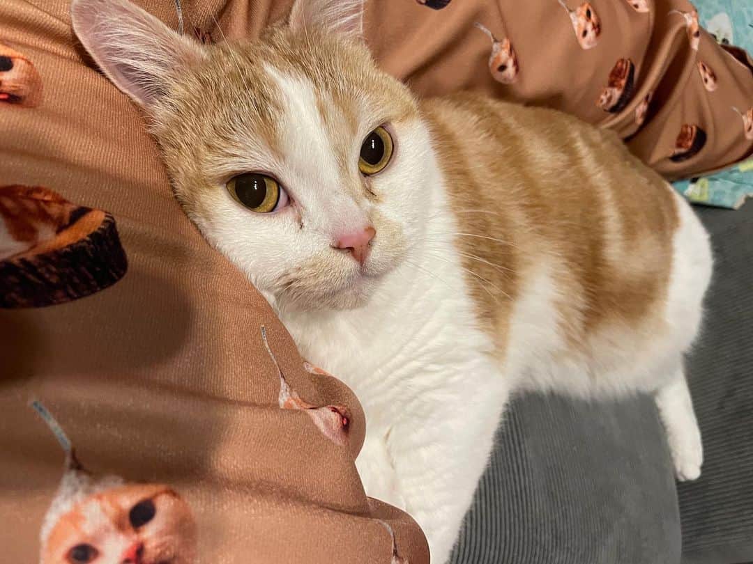 にゃんすくんのインスタグラム：「股があったけぇ☺️  私は猫が寄り添うことで、 よもぎ蒸しと同等の効果があるんじゃないかと思ってる←  にゃんすのズボンに寄り添うにゃんす。 #主張がすごい服  #cat #猫 #動物 #happy #funny #american #アメショ #ピクネコ #ペコねこ部 #catlover #instacat #ニャンスタ #にゃんすたぐらむ #pet #animal #面白い #癒し #猫部」