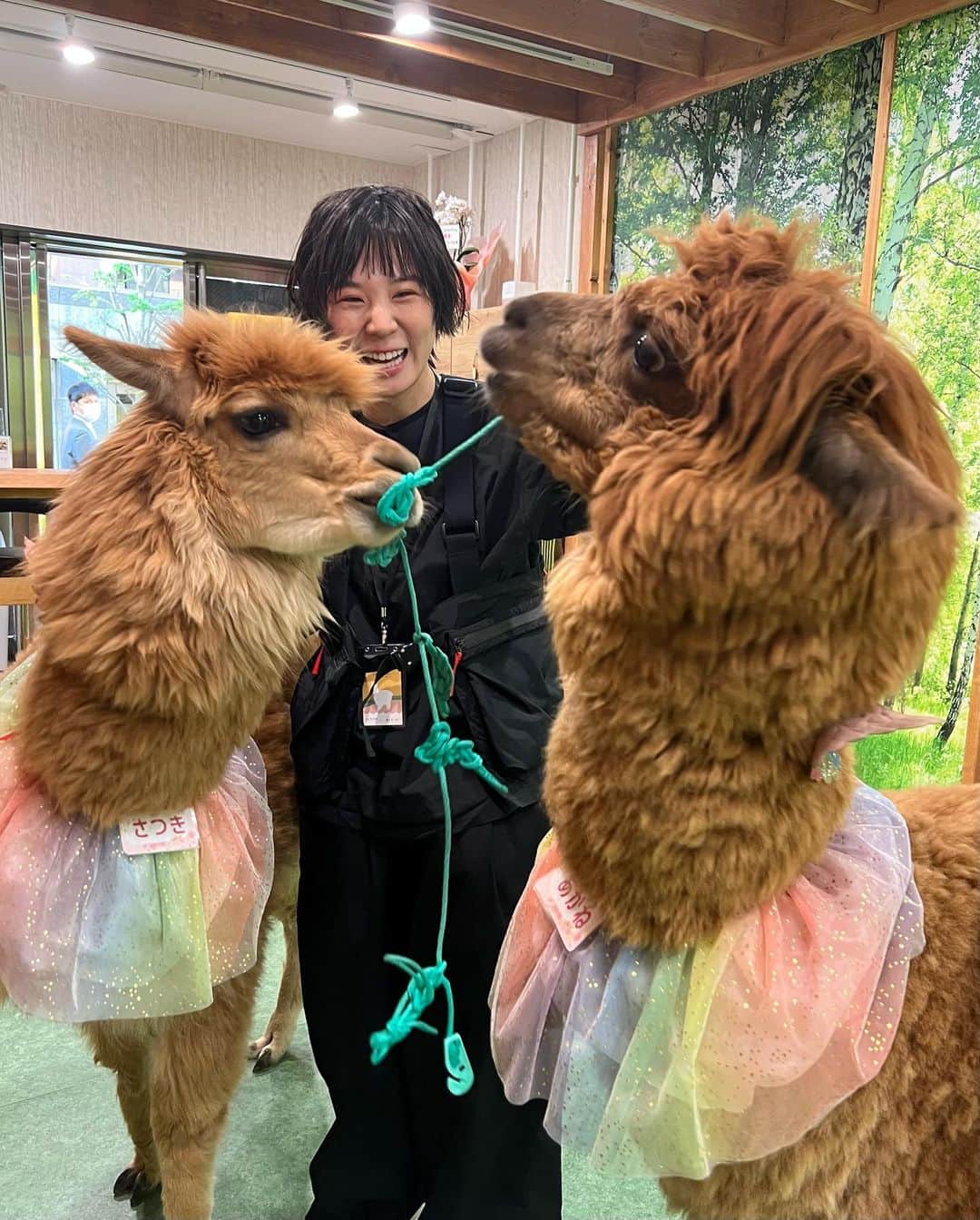 光永のインスタグラム：「今日はたまたま、アルパカの友達ができました。 さつきちゃん(左)とあかねちゃん(右)です。 ※あかねちゃん、ちょっとヤンチャ 散髪して💈、神楽坂で買い物して🛍️、食べ歩きして🥟、アルパカ見つけた日でした🦙🦙 YouTubeも急遽上げたので、みてね🫶🏻 ㅤㅤㅤㅤㅤㅤㅤㅤㅤㅤㅤㅤ ㅤㅤㅤㅤㅤㅤㅤㅤㅤㅤㅤㅤ #神楽坂 #神楽坂グルメ #アルパカ #アルパカふれあいランド #休日の過ごし方」