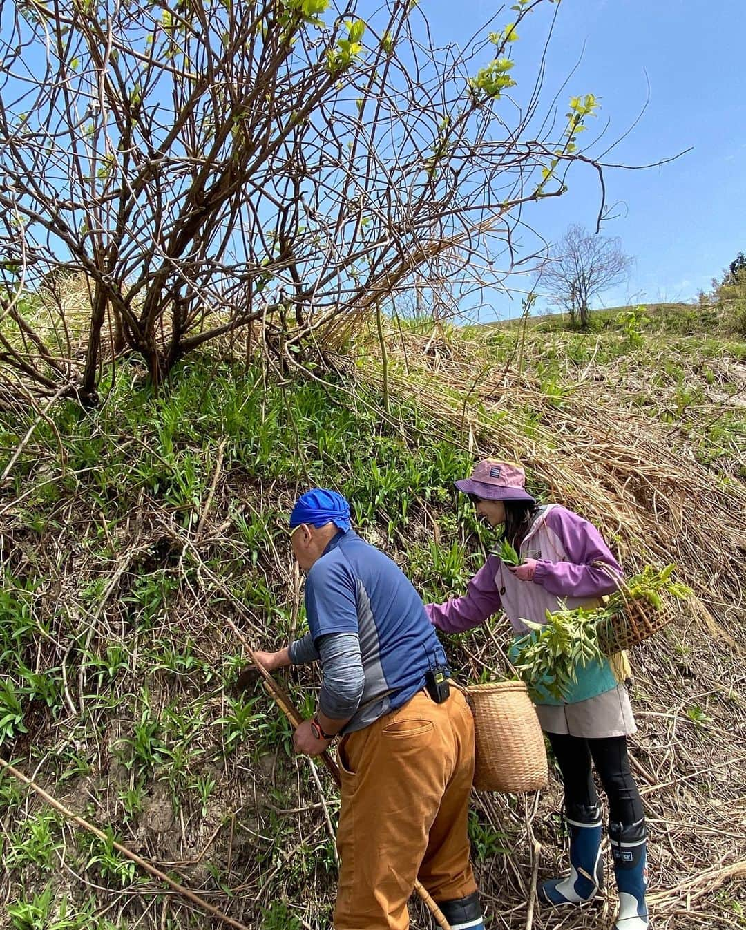 松本亜美さんのインスタグラム写真 - (松本亜美Instagram)「きのうの自然派🌱 摘み草を使った料理にチャレンジしました🍳 今が美味しい山菜をはじめ、普段は心を癒してくれる春のお花も味わうことに！！  たんぽぽを食べるのは初めてでしたが、天ぷらにするとほろ苦さがありました！葉っぱの部分は生で食べると、サラダ菜のようなフレッシュ感が味わえました！  ウドと甘夏の和えものはさっぱりしていました！甘夏のおかげで、ウドの持つ独特の苦味が和らいでいましたよ！  心もお腹もしっかり満たされた自然派でした🌟  #teny #テレビ新潟  #夕方ワイド新潟一番  #自然派 #里山  #山菜 #摘み草 #摘み草料理 #初挑戦  #あらゆるものを食べました  #しっかりと調べてから食べましょう #たんぽぽ #カタクリ #お花も食べた  #アナウンサー  #松本亜美」5月9日 20時36分 - ami_matsumoto_teny