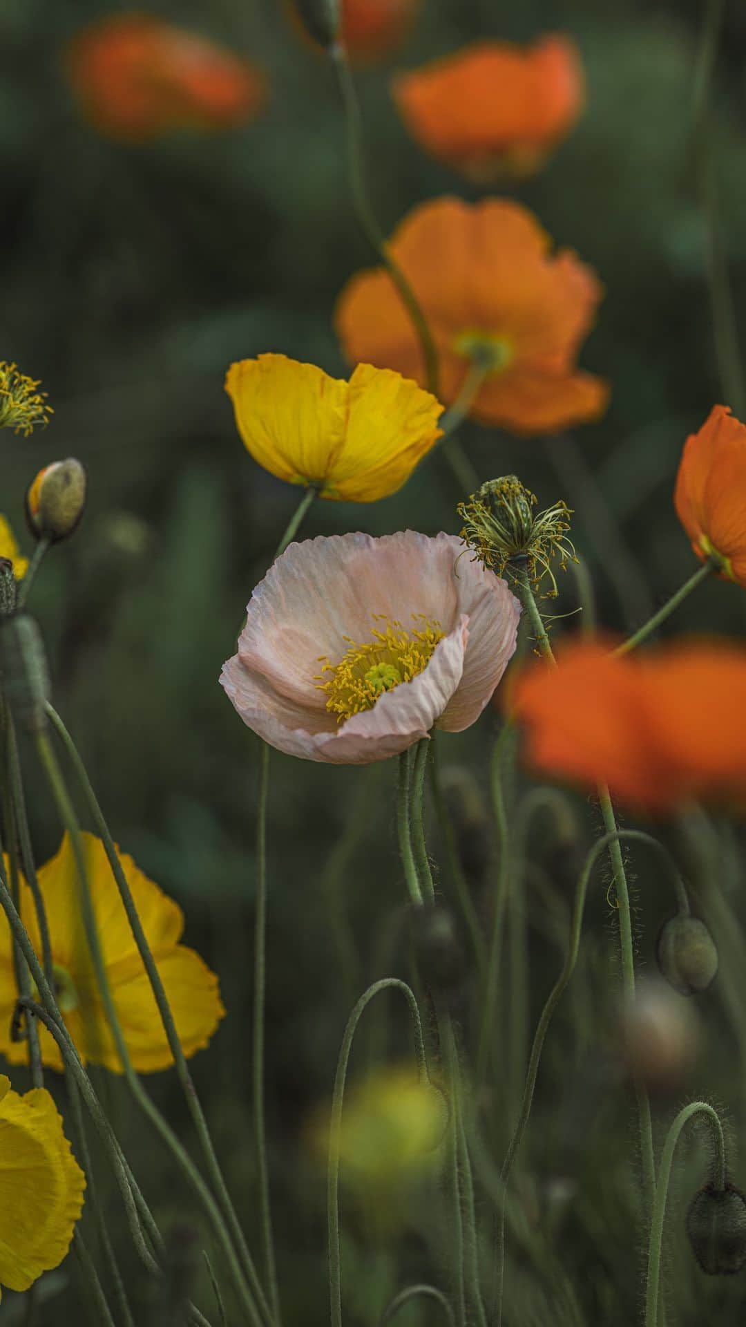 Nanaのインスタグラム：「poppy  #naturereels #sonyalpha7iv  #moody_nature #flowerreels」