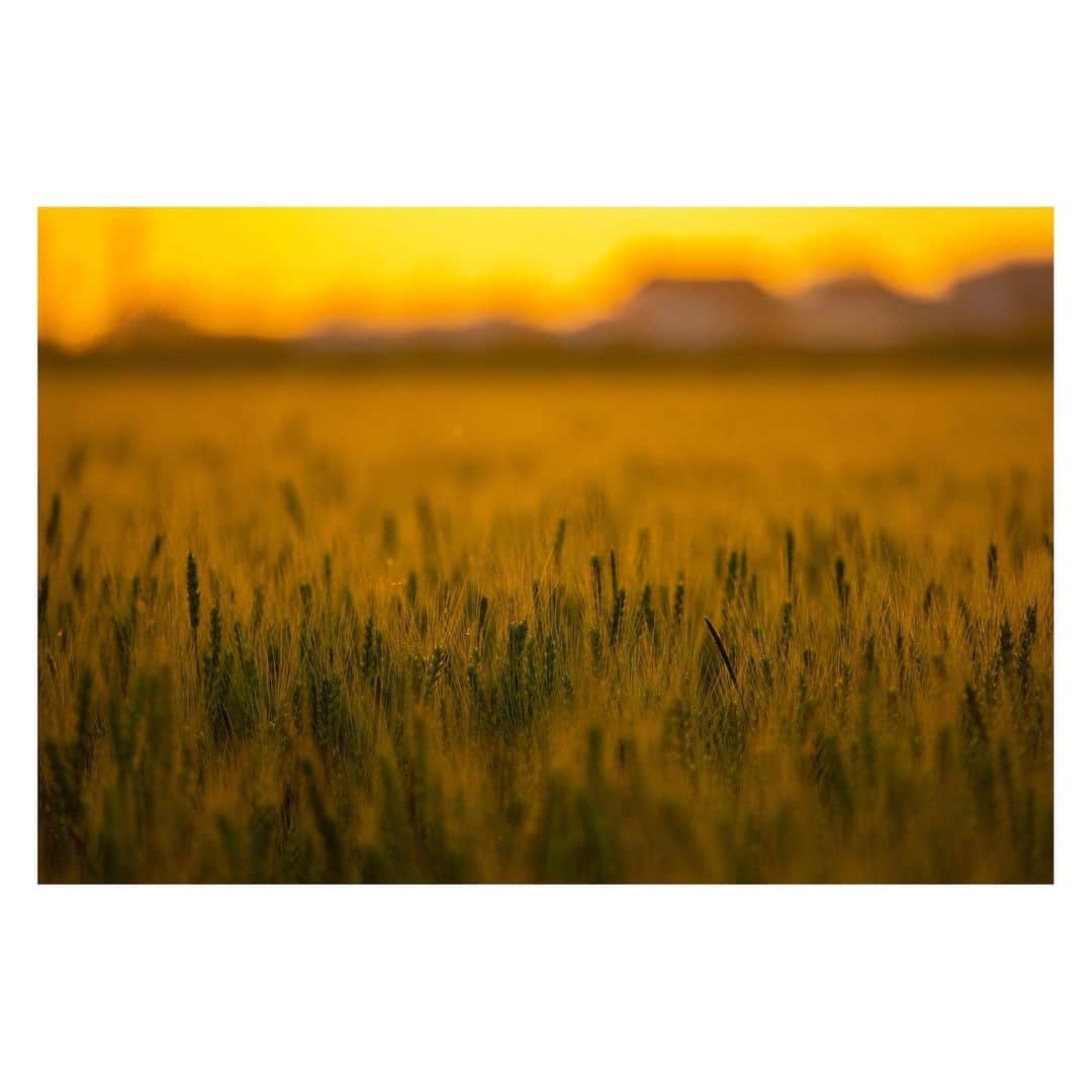 yamatoさんのインスタグラム写真 - (yamatoInstagram)「小麦畑の写真撮りながら「パン作りたいなぁ」と思うなど。」5月9日 20時54分 - yamato1226