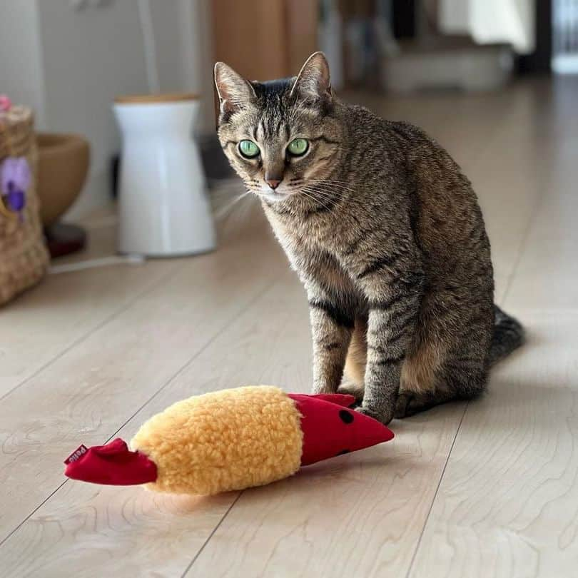 PECOねこ部さんのインスタグラム写真 - (PECOねこ部Instagram)「勝手に選抜！かまってちゃん🐾 「コレで遊んで！！の圧(ΦωΦ)」 来週のテーマは…　 . . . 「#物陰からチラリなにゃんこ」 来週からはこちらのテーマを募集します🐶🐱 #ペコねこ部 のハッシュハグをつけてぜひ参加してみてね♪ . 今回素敵な投稿してくださったのは… @kohada_to_myakuko さん 他にも素敵なお写真がたくさんあるので ぜひ遊びに行ってみてくださいね♪ . #ペコねこ部 をつけて投稿すると… PECOのSNSで楽しくご紹介させていただきます😋  #ねこ #猫 #ネコ #ねこ部 #にゃんこ #かわいい #cat #cats #catsofinstagram #cats_of_instagram #catstagram #kawaii #meow #catlover #かまってちゃん #圧 #心に直接語りかけています #凝視」5月9日 21時00分 - pecocats