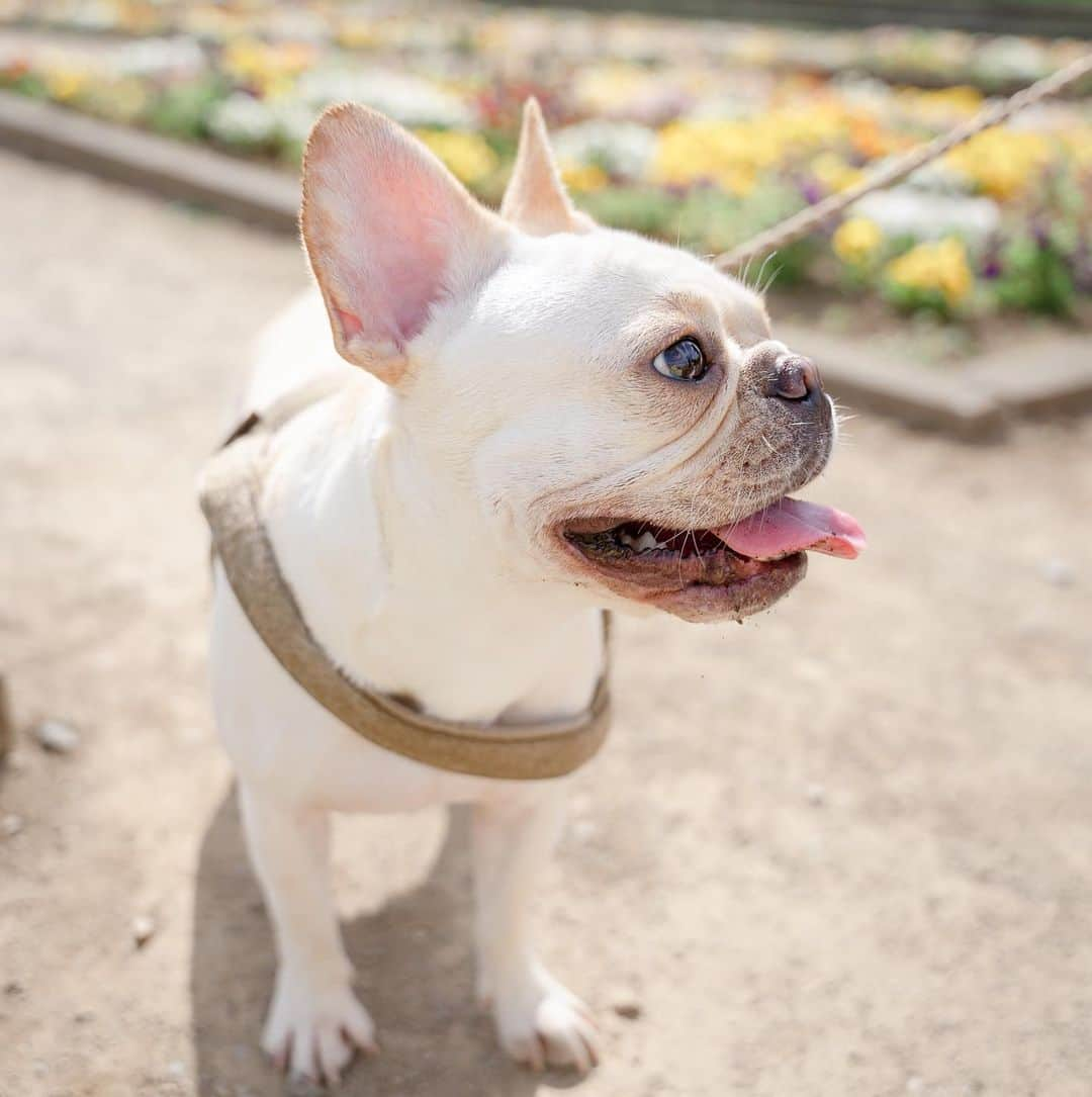 ホームランなみちさんのインスタグラム写真 - (ホームランなみちInstagram)「happy birthday🐾  先日5月7日 おんぷ2歳のお誕生日でした🎂  お誕生日当日は雨予報だったので、前日に公園にお散歩に🐾 暑くてヘコヘコでしたが、楽しくてスキップしながら遊んでました笑 年々マイペースでわがままガールに仕上がってるぷーちゃん❁ これからもずっとよろしくね♡  娘の写真も撮りました👶 まだおんぷより小さいね🥹✨  #フレンチブルドッグ #誕生日 #🎂 #🐶  #フレンチブルドッグのいる生活  #フレンチブルドッグクリーム  #ドッグフォト  #ドッグフォトグラファーズ」5月9日 21時12分 - nami_onpu_uta