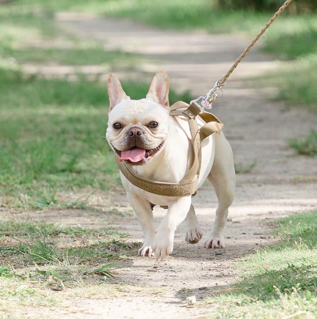 ホームランなみちのインスタグラム：「happy birthday🐾  先日5月7日 おんぷ2歳のお誕生日でした🎂  お誕生日当日は雨予報だったので、前日に公園にお散歩に🐾 暑くてヘコヘコでしたが、楽しくてスキップしながら遊んでました笑 年々マイペースでわがままガールに仕上がってるぷーちゃん❁ これからもずっとよろしくね♡  娘の写真も撮りました👶 まだおんぷより小さいね🥹✨  #フレンチブルドッグ #誕生日 #🎂 #🐶  #フレンチブルドッグのいる生活  #フレンチブルドッグクリーム  #ドッグフォト  #ドッグフォトグラファーズ」