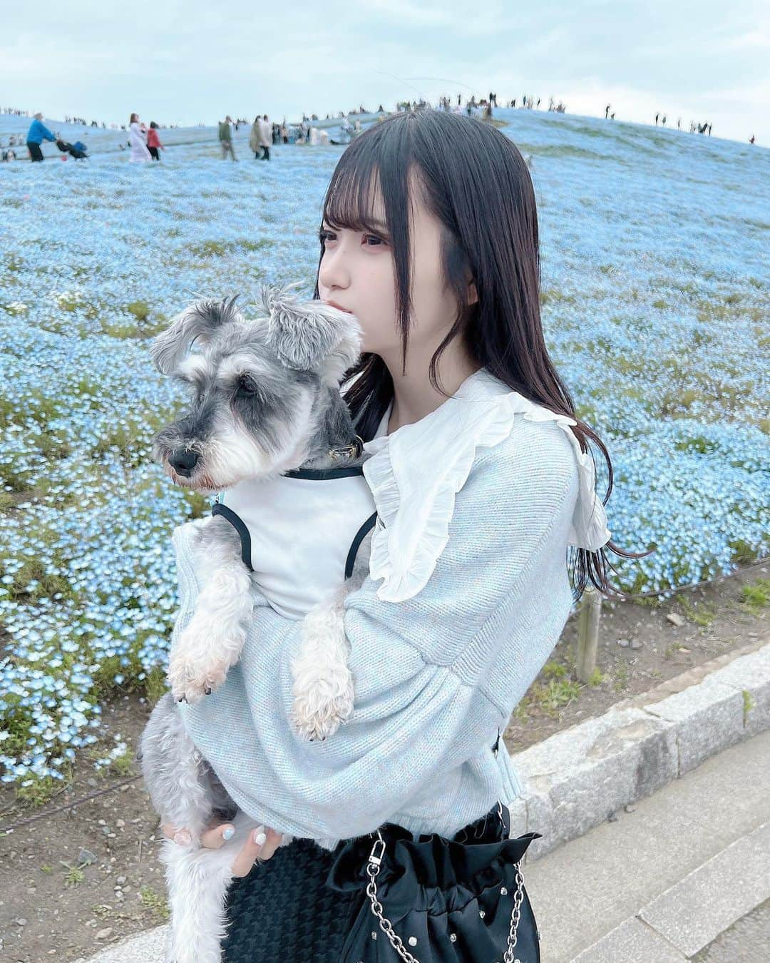 森下かのんのインスタグラム：「. バロンの匂い嗅ぐの大好きすぎてずっと嗅いじゃう、、犬愛好家の方わかりますか？🐶  ・ ・ ・   #ネモフィラ畑  #ネモフィラの丘  #ひたち海浜公園  #国営ひたち海浜公園  #黒髪  #黒髪ロング  #黒髪ストレート #全身コーデ  #lillilly  #リルリリー  #tittyandco  #ティティーアンドコー  #エピヌ  #epine #水色コーデ #犬のいる暮らし  #犬  #犬バカ部  #シュナウザー  #ミニチュアシュナウザー  #犬のいる生活 #自撮り界隈  #自撮り女子 #いいね返し #오오티디 #followme」