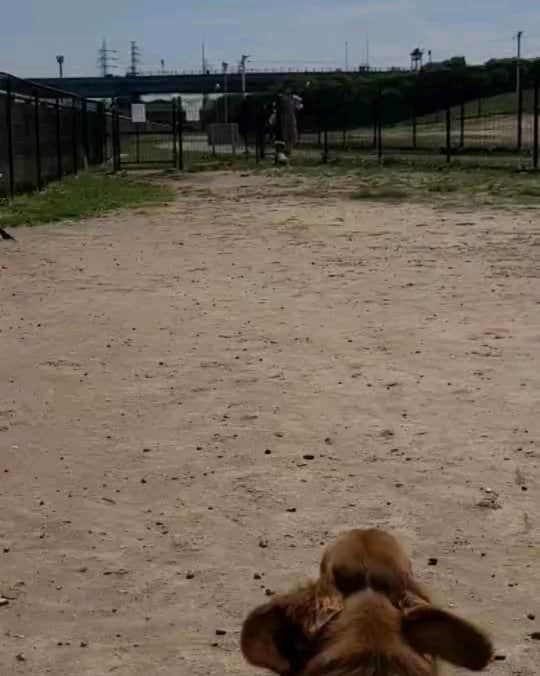 ピックのインスタグラム
