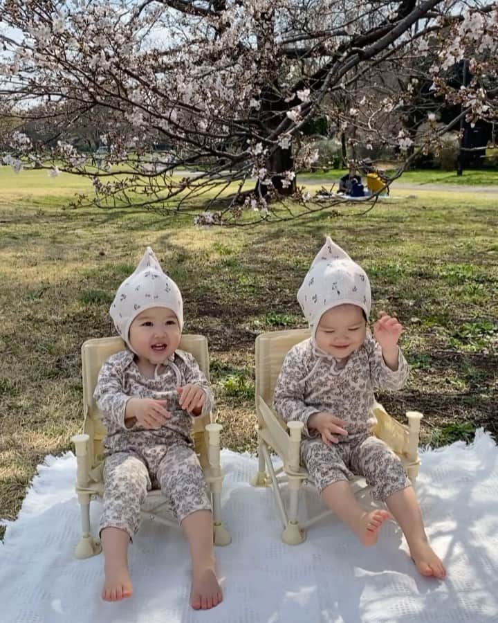 のインスタグラム：「🌸👶🏻👶🏻🌸 この日はまだ五分咲き！ 久しぶりにタネタネチェアも持参してお花見🍙🥣 二人が被りたがったとんがり帽も久々に笑  身長78cm 体重9.7キロ 10キロの壁までもう少しです🤏🏻🦢🦢✨ (みんなのベビちゃんはいつ越えたのかなあ？🫧  #双子 #タネタネ記録 #twins #2歳3ヶ月」