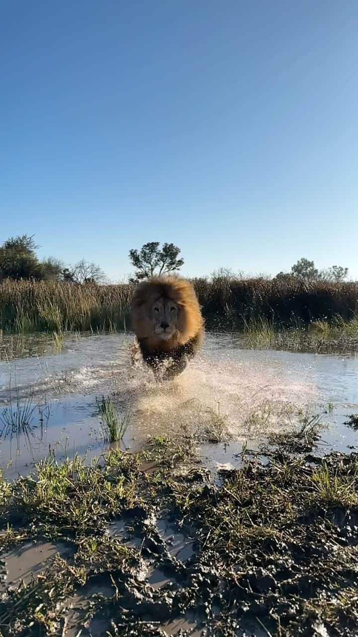 のインスタグラム：「What a difference a day makes. From torrential downpours yesterday morning to stunning sunlight today. Either way Yame didn’t care. He was out and about and happy, running in, out and through the water like a bat out of hell. To think he’s now 9 and still acting like an overgrown cub is wonderful and bears testament to his loving home. Not all lions living in captivity are as lucky as Yame and his brother George. The implications of the new regulations that are on the cards, will leave more than 9000 to 10000 lions destitute and destined for euthanasia. This is the reality facing the captive lion population in South Africa.  #waterbaby #splishsplash #slowmo #lionsofinstagram #fun #happylion」