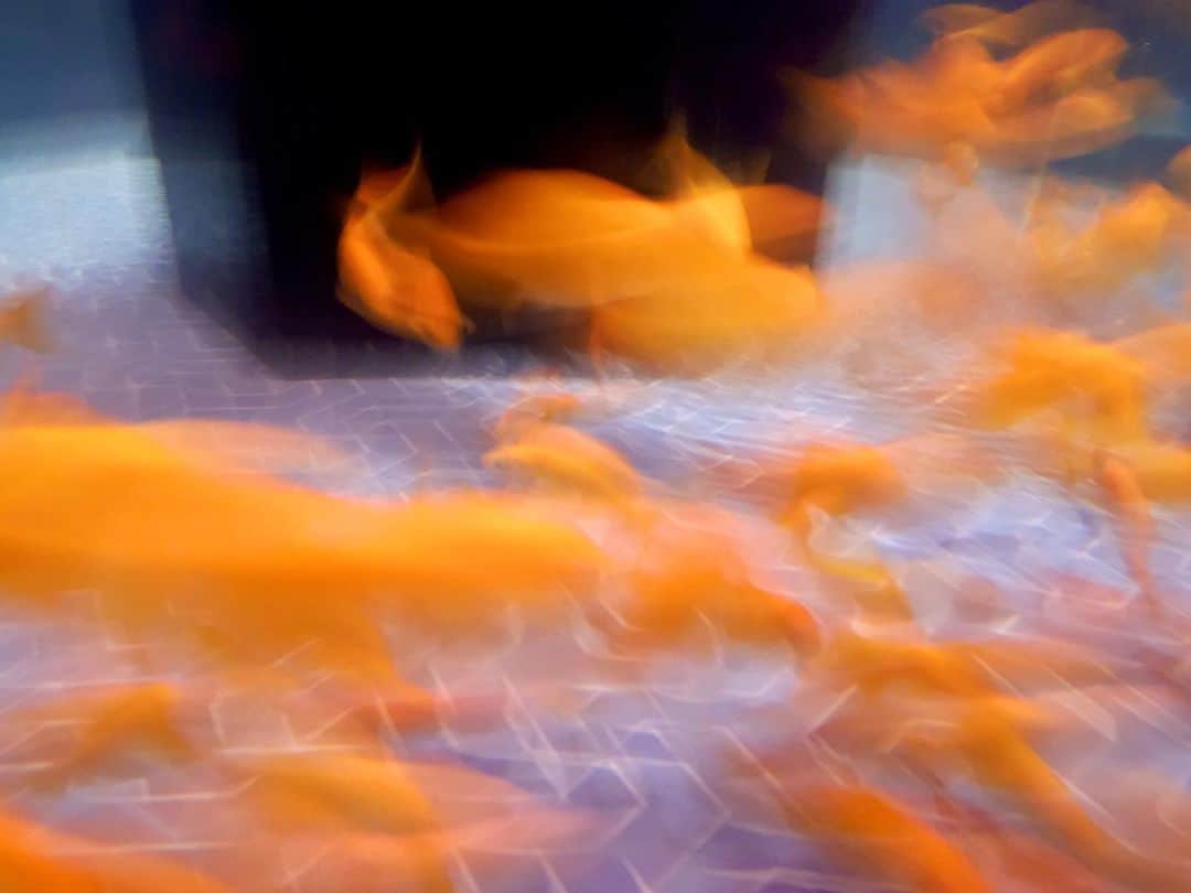 中山美香さんのインスタグラム写真 - (中山美香Instagram)「癒し☺︎☺︎ . . . #水族館 #金魚 #年パス #aquarium #goldfish  #子育て #子供と遊ぶ」5月9日 21時51分 - mika5nakayama