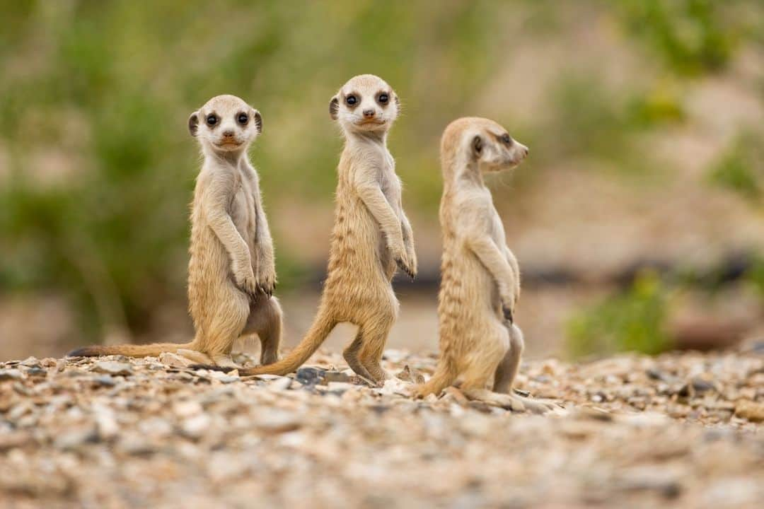 Discoveryさんのインスタグラム写真 - (DiscoveryInstagram)「Image by Paul Souders  Small in size, big in personality - that's the mighty Meerkat!  #DiscoverTheDesert 🌵」5月9日 22時00分 - discovery