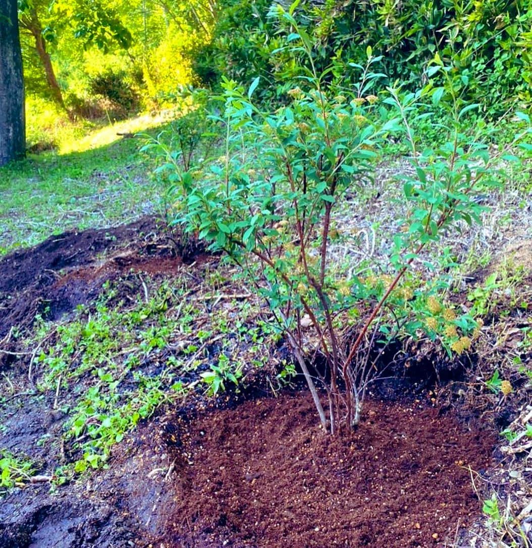 野口健さんのインスタグラム写真 - (野口健Instagram)「今日は大月にて森づくり！！！ 先月に引き続き2回目。約10本を植えましたが、木を植えるというのは、そう簡単ではないのです。弱酸性土壌の木もあれば、アルカリによっている方が好きな木もあったり。そして売っている培養土だけでは、いかにもつまらない。そこに、鹿沼土なり赤玉土なり、腐葉土なり、バーミキュラーなり、ブレンドすると、より苗木さんからすれば居心地がいいはず！！！  なんせ、彼らは自身の意思では引っ越せない。つまり、木を植える人がその木の成長に責任を背負わなければならないのです…。だから、木を植えるって大変なこと。まずはかなり、掘り起こし、石や根っことり。古民家裏の斜面は笹の根で一面な覆い尽くされていて、まずは、笹の根との格闘。次に地中から石を取り除く作業(･･;) 砂利程度なら逆に水捌けがよくなるのですが、デカい石は木の成長に邪魔にしかならない。  今日は丸一日、スコップと格闘。作業を終えて家の中で鏡を見てビックリ(°_°) 顔が泥だらけでした。  でも、木の足元にプールを作り水をたっぷりと染み込ませた後に、植えた木々を眺めていたら、皆さん、狭い鉢から解放されふかふかの大地に心底癒されている様子が僕にはちゃんと伝わってきて、嬉しかった(^^)  土壌作りこそ土台作り。土づくりがその後の木々達の運命を左右します。それだけに、心してかからねばと…。  身体中、クタクタですが、清々しい疲れ。今夜は爆睡だ！！！  それにしても、恐るべし笹の根…。これは、長い戦いになりそうだ…。  #野口健#ガーデニング#森づくり #土壌改良 #野口健ガーデニング#古民家生活#大月#野口健古民家生活」5月9日 22時13分 - noguchiken8848