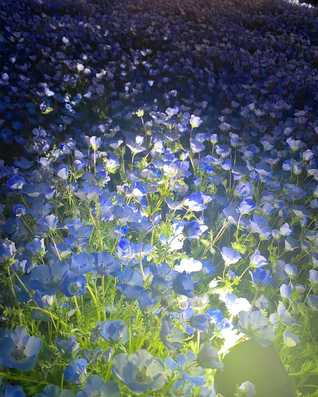 amiさんのインスタグラム写真 - (amiInstagram)「夜のネモフィラ畑も新鮮で綺麗だった🪴📍舎人公園 #ネモフィラ #舎人公園」5月9日 22時13分 - amidesudoumo