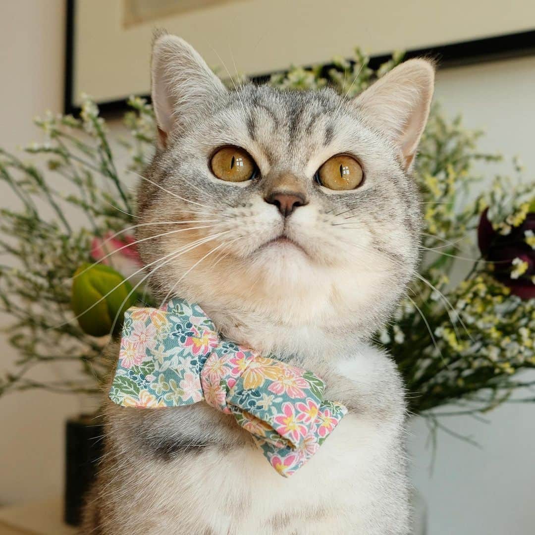catinberlinのインスタグラム：「Employee of the month. ❤️ catinberlin.com  #catsofinstagram #catinberlin #cats #cat #kitty #pets #petsofinstagram #katze #animals #weeklyfluff #cute #adorablen#flowers #flowerstagram #loveit #bowtie」