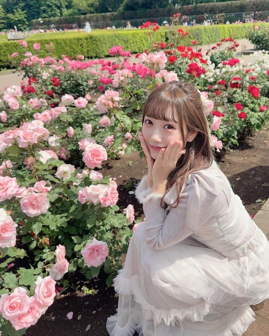 坂本夏海のインスタグラム：「💐🤍  こんなに可愛くて綺麗なお花が存在している地球 💭 ロマンチックすぎる 、、、  それぞれ名前があるのがたまらなく愛おしいね🌹♡   #バラ #バラ園 #薔薇」
