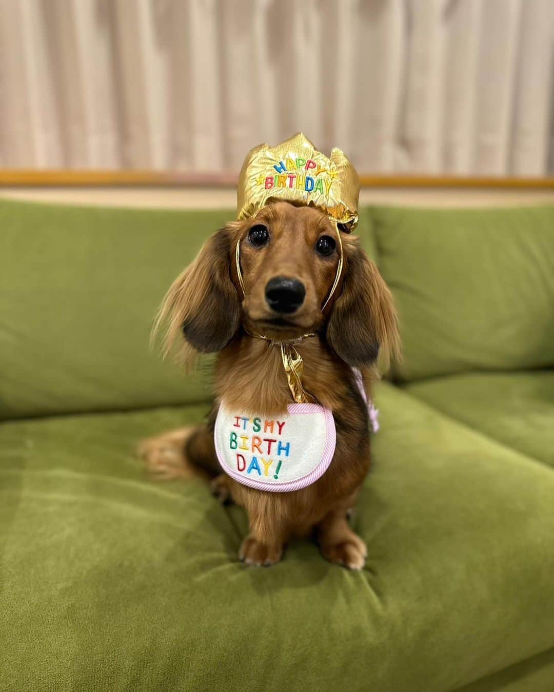 多嶋朝飛さんのインスタグラム写真 - (多嶋朝飛Instagram)「めいちゃん2歳になりました🐶🐾🎉👏 お祝いで小旅行しにきてます。 #おでけけ  ずっとかわいくて、試合中はあくびしながら応援してくれて、いつも寝るの邪魔してくれてありがとう🐶🫶」5月9日 22時32分 - tajimaasahi