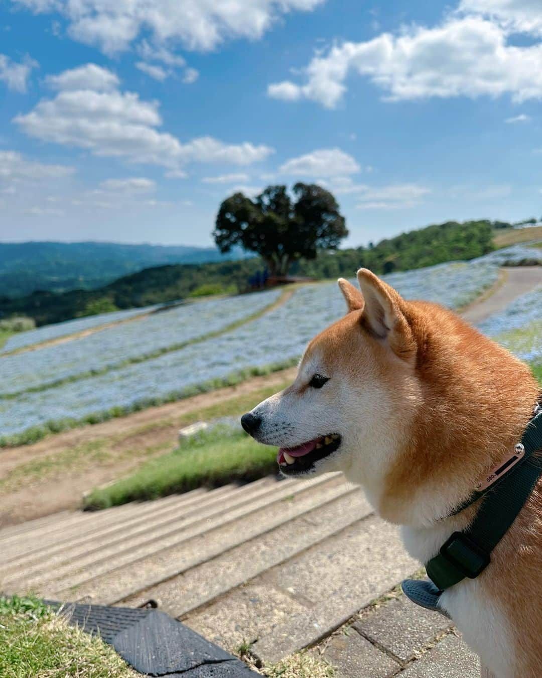 大山加奈さんのインスタグラム写真 - (大山加奈Instagram)「. 良いお天気だったけれど涼しくて だいずくんが快適に過ごせる気温でよかった‼︎ . 最近ドッグラン行っても あまり走り回らなくなってきたけれど 今日は久しぶりに爆走する姿みれて うれしかったなー🥰 . お友達とも仲良く遊べました🥹💓 . 動画に収めたかったけど ふたごの相手しながらだと まぁ難しい…😭 . . だいずくんもふたりも 楽しそうでよかった☺️‼︎‼︎‼︎ わんこも子どもも楽しめる場所って あまり多くないからありがたい🥹‼︎‼︎‼︎ . . #だいず #だいず🐕💓 #豆柴 #豆柴部  #柴犬 #しばいぬ  #犬のいる暮らし#🐶 #🐕#いぬすたぐらむ #ワンスタグラム #しばすたぐらむ #mameshiba#shibainu#shibastagram #柴犬好きさんと繋がりたい #柴犬のいる暮らし #柴犬ライフ#犬と子どもとお出かけ」5月9日 22時48分 - kanaoyama0619