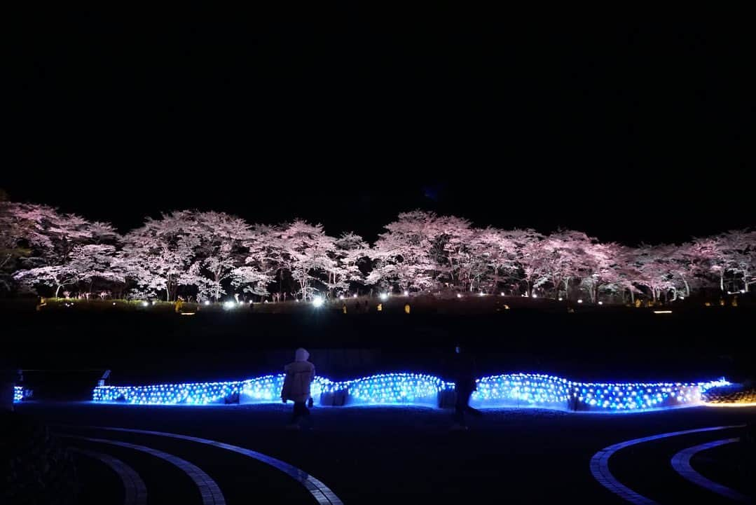 岩間瞳のインスタグラム：「＼お花見記録🌸みちのく杜の湖畔公園／  大型連休も終わったいま、桜を載せるのは いかがなものかとても迷いますが（笑） この風景はシェアしたかったのでぜひ🌸  川崎町のみちのく杜の湖畔公園で ことし初めて行われた桜のライトアップ✨ 先月上旬に行ってきました！ とっても綺麗でした〜🙆‍♀️！  #宮城観光 #仙台観光 #宮城 #川崎町 #花見 #花見スポット #お花見 #みちのく杜の湖畔公園 #夜桜 #夜桜ライトアップ #仙南」