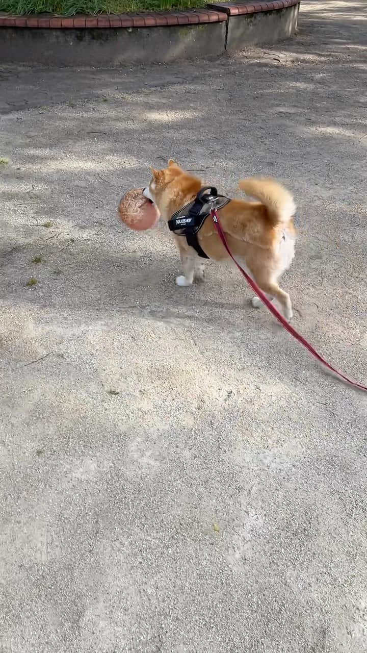 柴犬 たろのインスタグラム：「よちよち歩きのおじいちゃんなのに ボールを見つけ、速攻くわえて、 小走りしてしてました。🏀🐕  泥棒になるので、元の場所に戻しました🏟️ ❤︎ #shibainu」