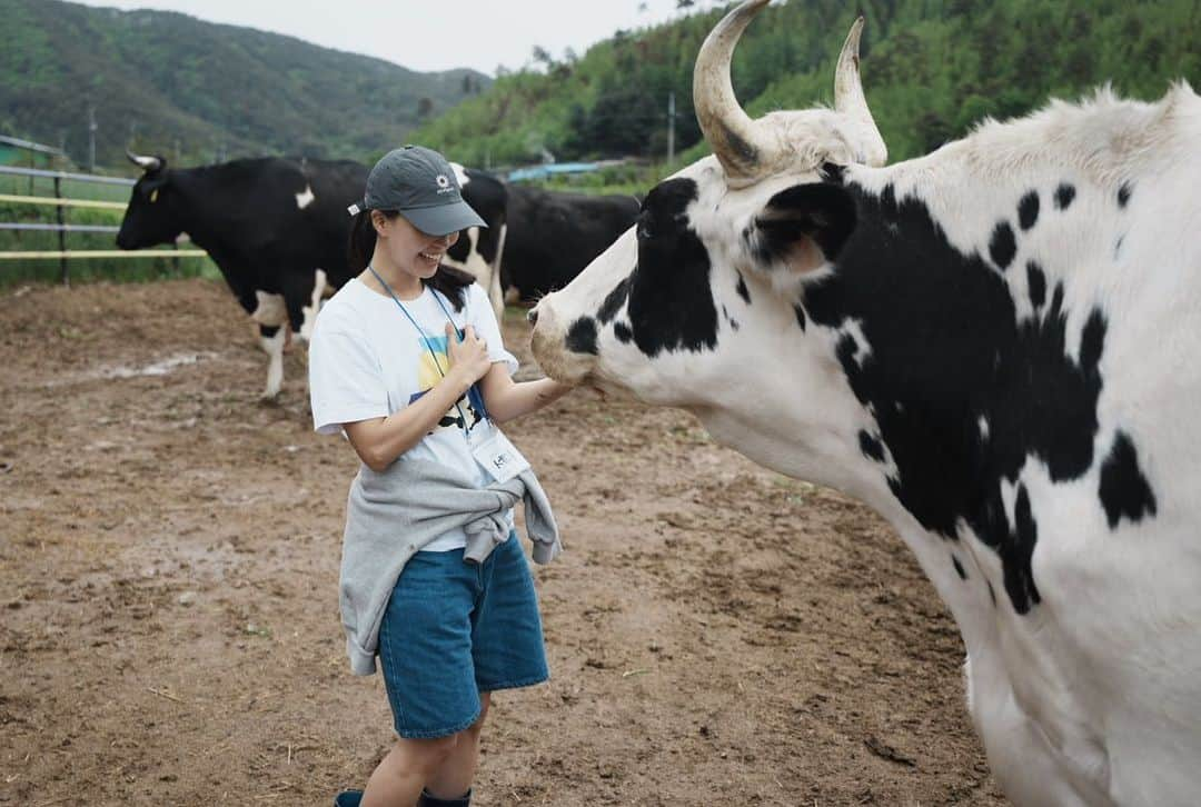 イム・セミさんのインスタグラム写真 - (イム・セミInstagram)「달뜨는 보금자리  @newmoon.sanctuary @donghaemul_alw   우유와 고기로 착취되는 것이 아니라 생명을 가진 동물로 늙어가도록 만들어진 소들의 보금자리(Sanctuary) 강원도 인제에 있는 동물해방물결의 달뜨는 보금자리에 다녀왔어요.  소들이 좋아하는 양삼(KENAF)이라는 식물도 심었습니다. 양삼은 이산화탄소 흡수 능력이 뛰어나 기후 위기 대응 식물이래요.  지난해 구조되고 임시축사에서 만났을 때와는 냄새도 모습도 달랐습니다. 이들은 자유로이 걷기도 앉아 쉬기도 눕기도 하고 자신의 털을 정리하기도 하며 궁금한 것은 다가가 보고 냄새를 맡았어요. 나의 룸메이트 흑미와 다르지 않은 느끼는 존재였습니다.   멈춰버린 폐교와 뒷뜰에 꽃풀소 생명이, 청년들이 함께 마을 공동체가 되었습니다. 소들을 살리니 마을이 살아납니다.  마을 어르신들이 마을에서 나고 자란 채소로 직접 만든 비건 밥상도 맛나고 든든하게 잘 먹었습니다 !   #동물해방물결 #달뜨는보금자리 #느끼는모두에게자유를  📷 @leeseung_chan」5月10日 0時06分 - susemee