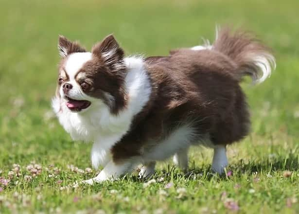 犬小屋??さんのインスタグラム写真 - (犬小屋??Instagram)「お外が大好きなふしぎちゃん❤️ お家では、おもちゃが好き❤️ 身体クネクネさせておもちゃ代わりのブラヘアーゴムで遊んでます。 動きが子犬のまんま🐶 可愛い😍  #chihuahua #chihuahualife  #チワワ #チワワ多頭飼い  #チョコホワイトチワワ #ちわすたぐらむ  #ちわわ大好き  #ふしぎすたぐらむ  #canon #canon_photos  #ブルーリボンスタイル」5月10日 10時54分 - tiwa1109