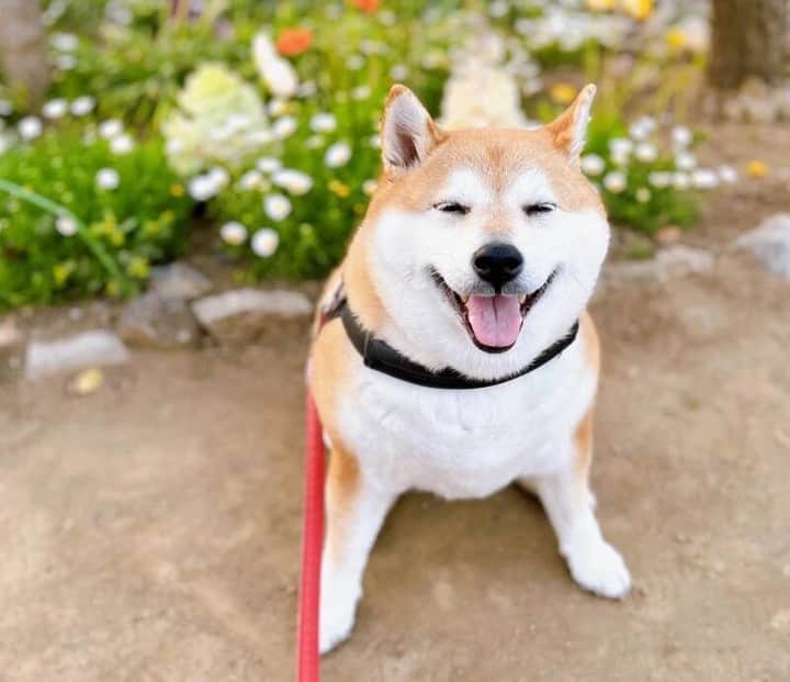 sippoさんのインスタグラム写真 - (sippoInstagram)「『sippoストーリー 』からの紹介です🐕 柴犬の芽里（めり）ちゃん（８歳）可愛らしい花壇の前で満面の笑み😄🌷シニア期に入っても、毎日楽しくこれからもたくさん芽里スマイルを見せてね😌  飼い主さん：kimiyo ㅤ sippoのサイト（sippo.asahi.com）で、飼い主さんに投稿してもらった、犬や猫のとっておきストーリーをご紹介しています。 @sippo_official プロフィールのサイトリンクから、『sippoストーリー 』をご覧下さい👀✨ ㅤ あなたとペットのストーリーを募集しています！ #sippoストーリー をつけて、犬や猫の写真を投稿してくださいね🌸採用された方には、編集部からDMでご連絡差し上げます🐾  #sippoストーリー #犬 #イヌ #ワンコ #柴犬」5月10日 11時00分 - sippo_official