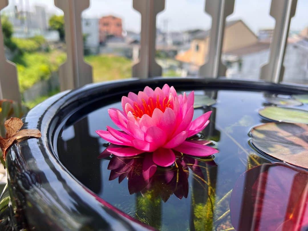 金成公信さんのインスタグラム写真 - (金成公信Instagram)「なかなか時間なくて睡蓮鉢のメンテナンスできてないのに咲いてくれた。千葉うれしい🥺」5月10日 11時25分 - bonsai_chiba